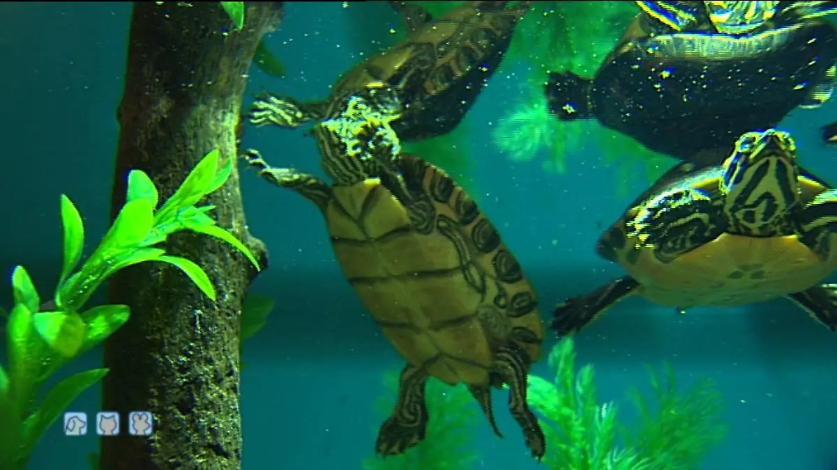 hkm schildkroeten 12