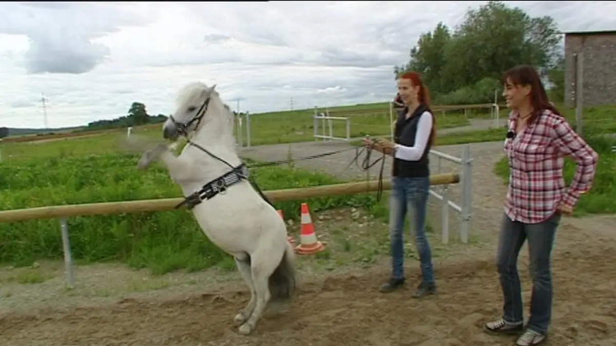 Tiergeschichten2 Showpony Diana