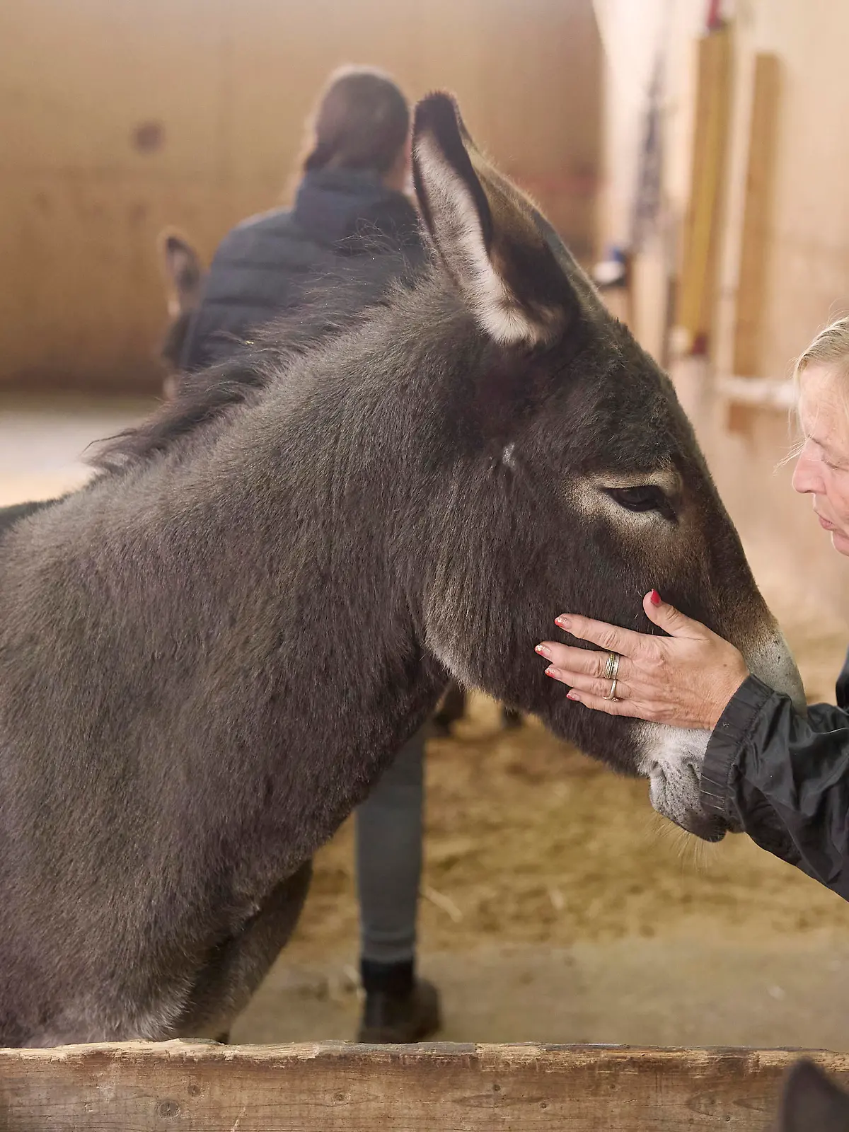 Brigitte Dreiser mit einem ihrer Esel. Auf dem Begegnungsbauernhof Tierliebe Thür kann man Esel streicheln um Stress abzubauen.