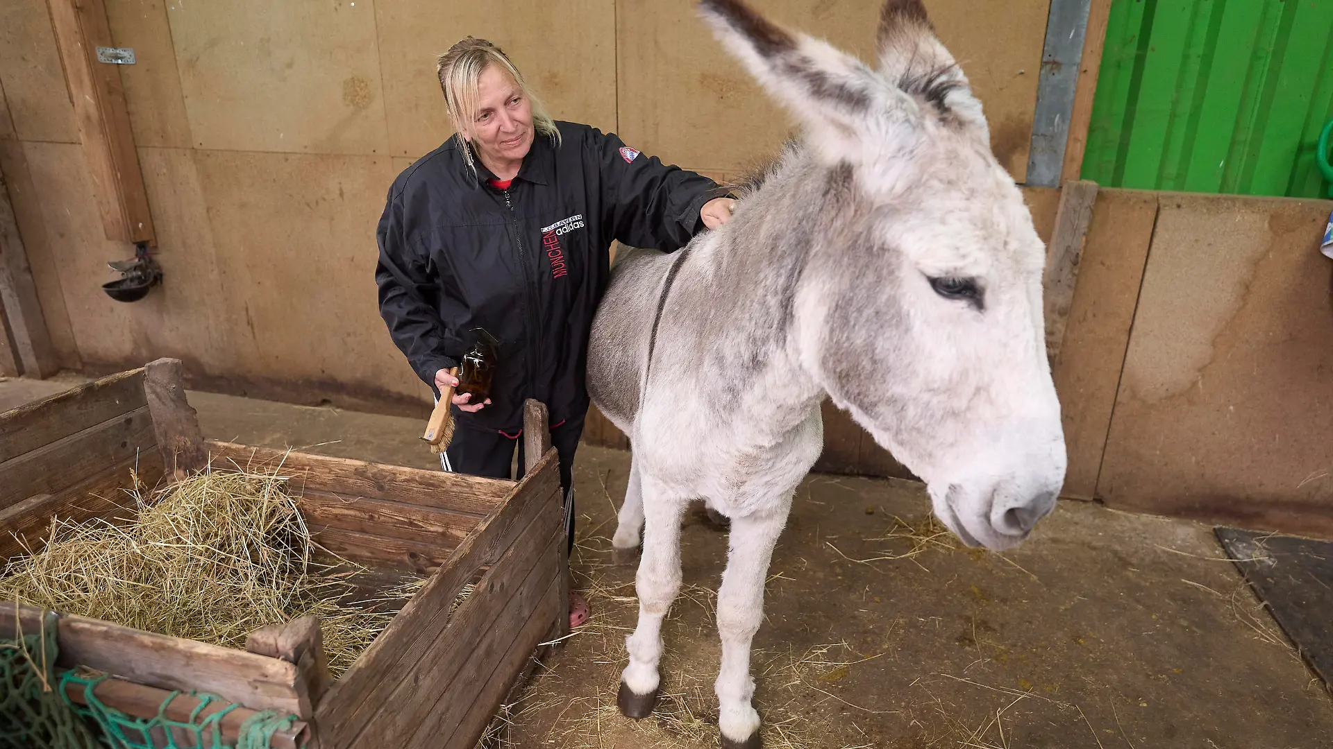 Brigitte Dreiser striegelt einen ihrer Esel. Auf dem Begegnungsbauernhof Tierliebe Thür kann man Esel streicheln um Stress abzubauen.