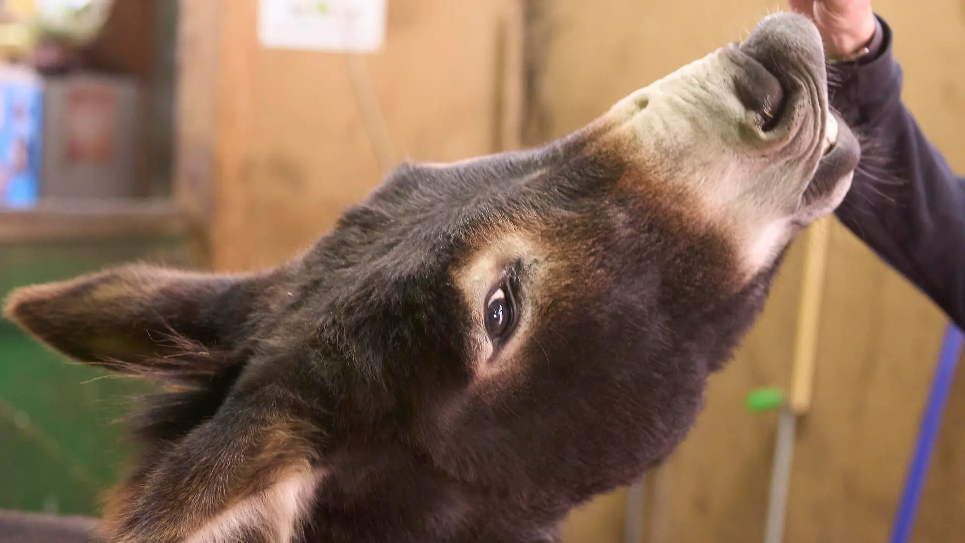 Denise Rohweder mit einem ihrer Esel. Auf dem Begegnungsbauernhof Tierliebe Thür kann man Esel streicheln um Stress abzubauen.