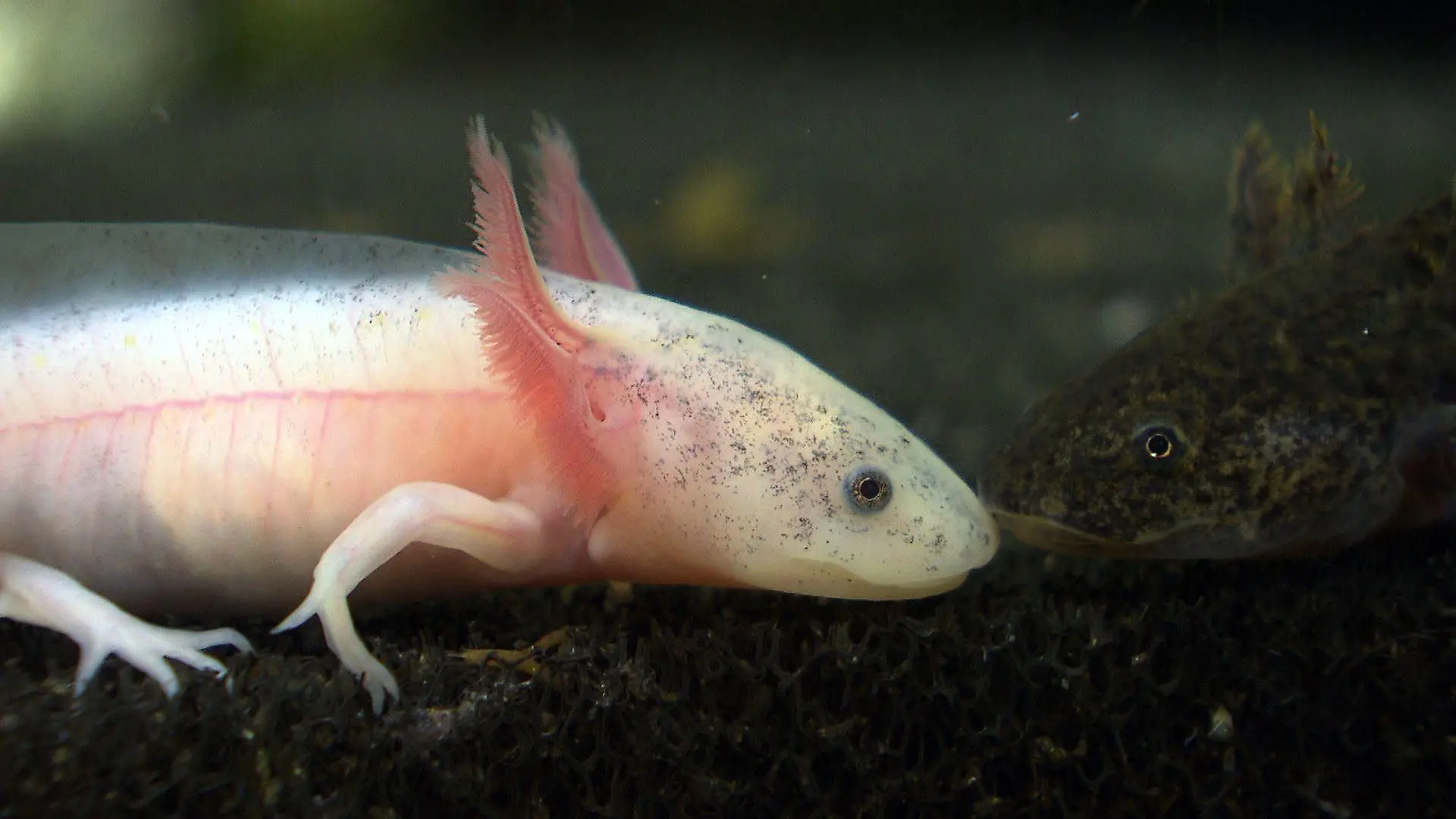 Tiergeschichten2 - VOX - Axolotl