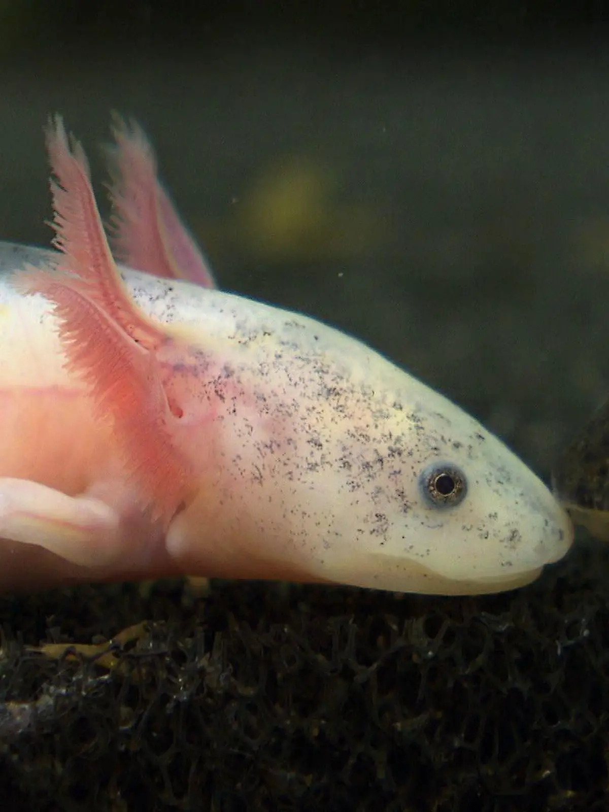 Tiergeschichten2 - VOX - Axolotl