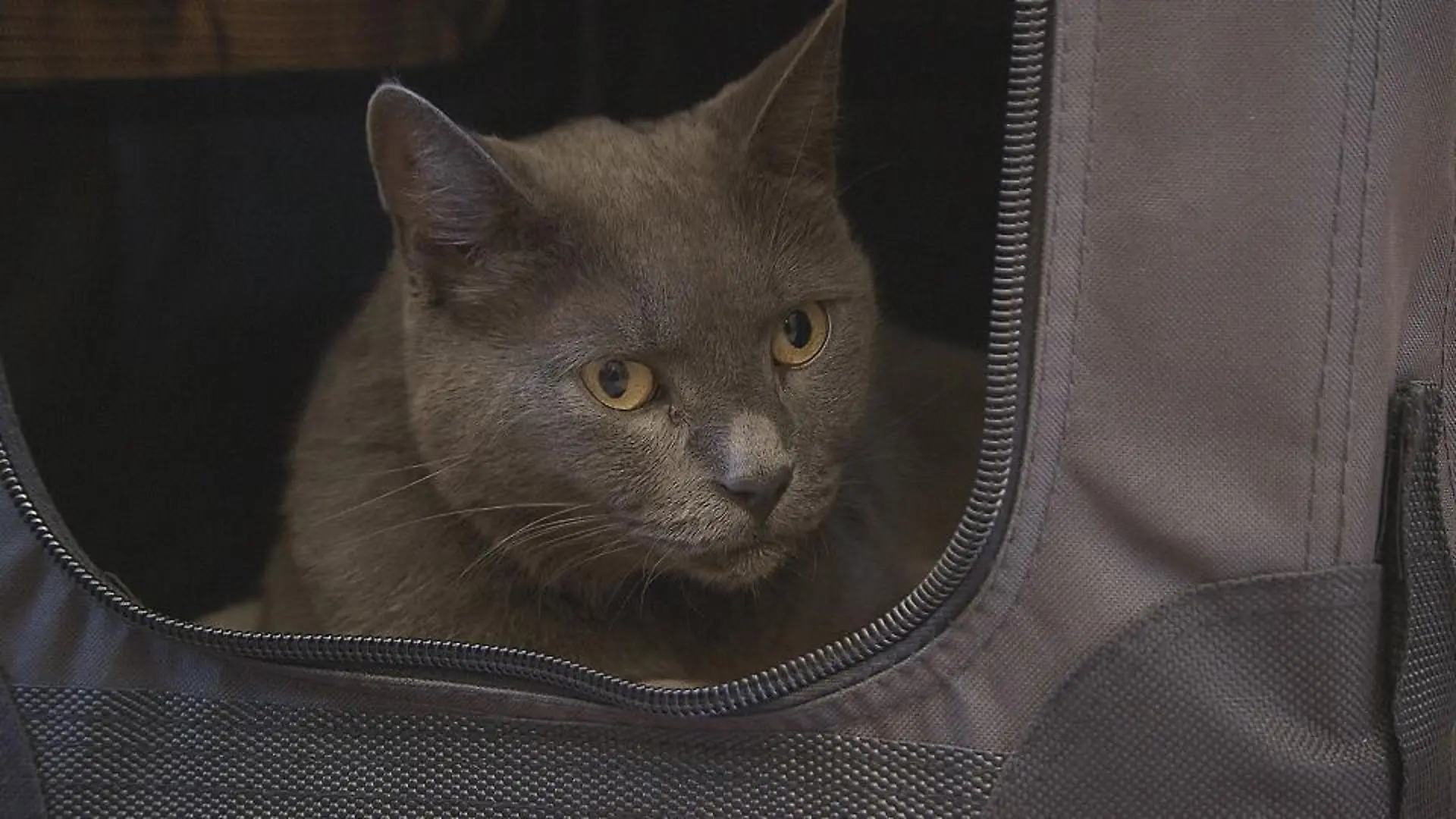 Katzenexpertin - VOX-DOCMA TV-LISA EHL - Kater James
