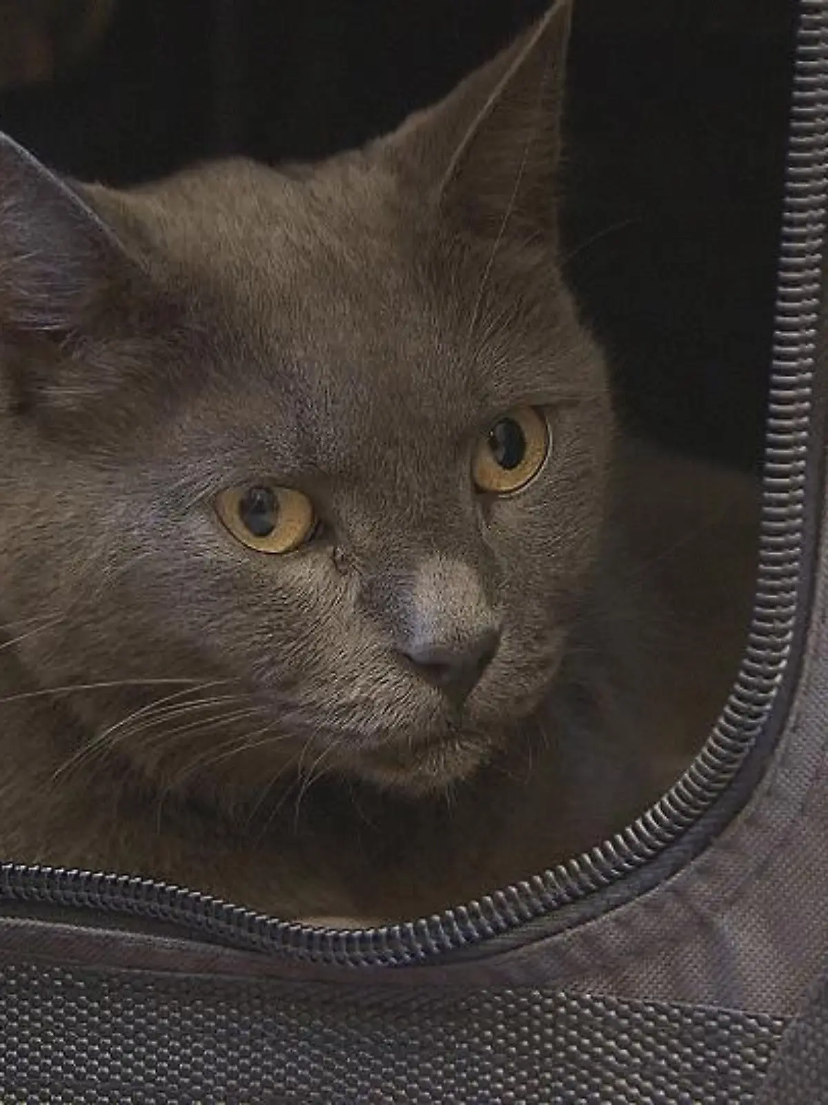 Katzenexpertin - VOX-DOCMA TV-LISA EHL - Kater James