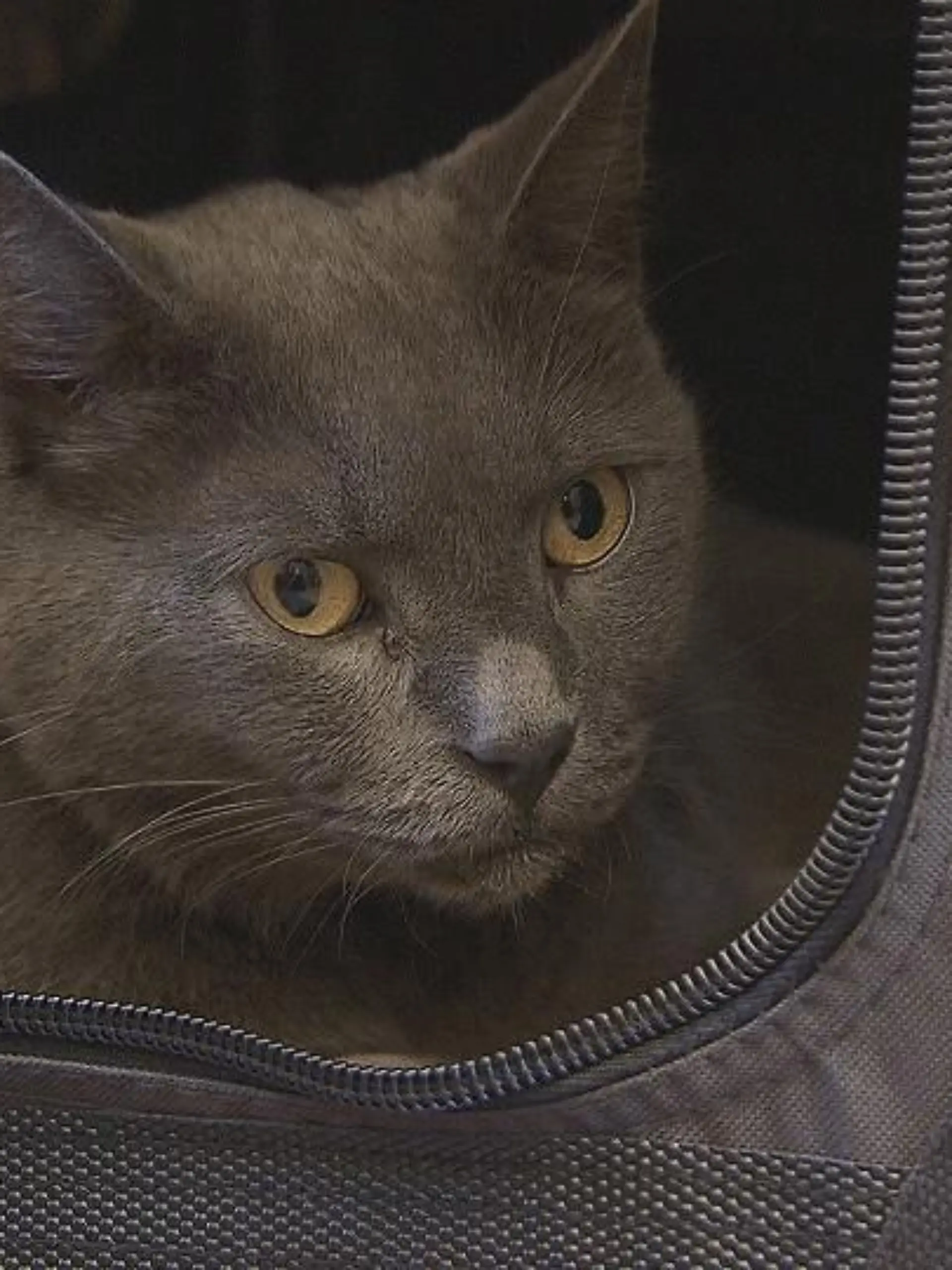 Katzenexpertin - VOX-DOCMA TV-LISA EHL - Kater James
