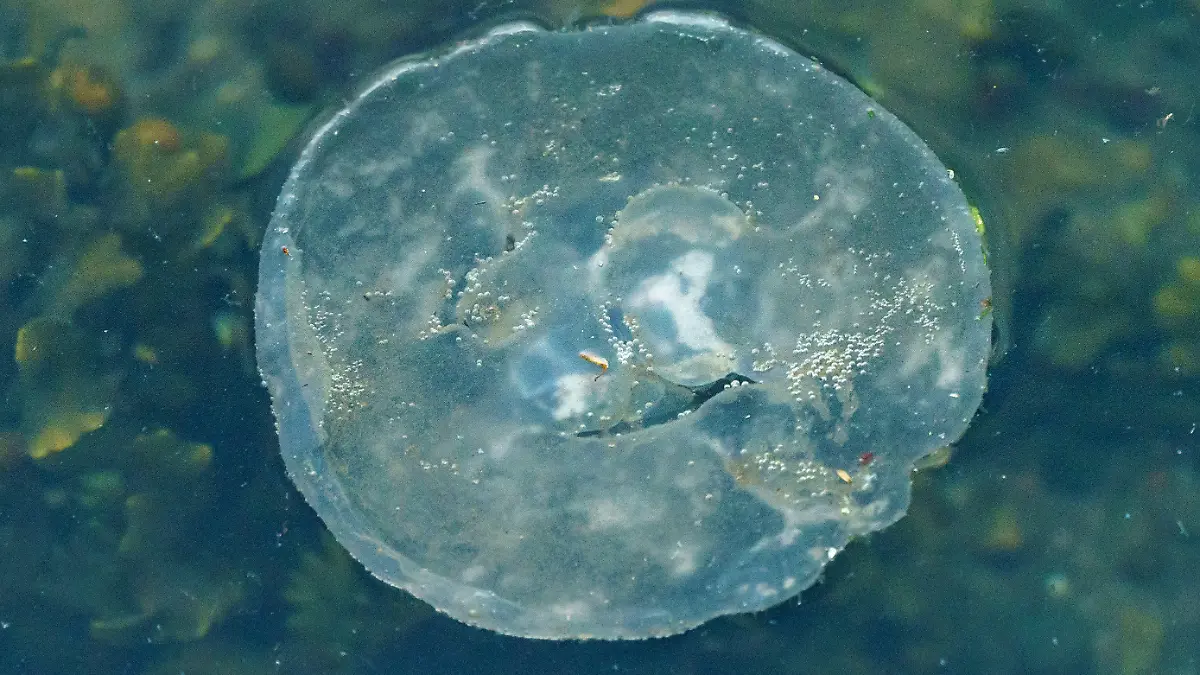 09.07.2021, Schleswig-Holstein, Kiel: Eine Qualle schwimmz an der Wasseroberfläche der Kieler Förde. Das Vorkommen von Quallen am Ostseestrand nimmt zu, Forscher arbeiten an einer Vorhersage-App für das Quallen-Vorkommen. Foto: Axel Heimken/dpa +++ dpa-Bildfunk +++