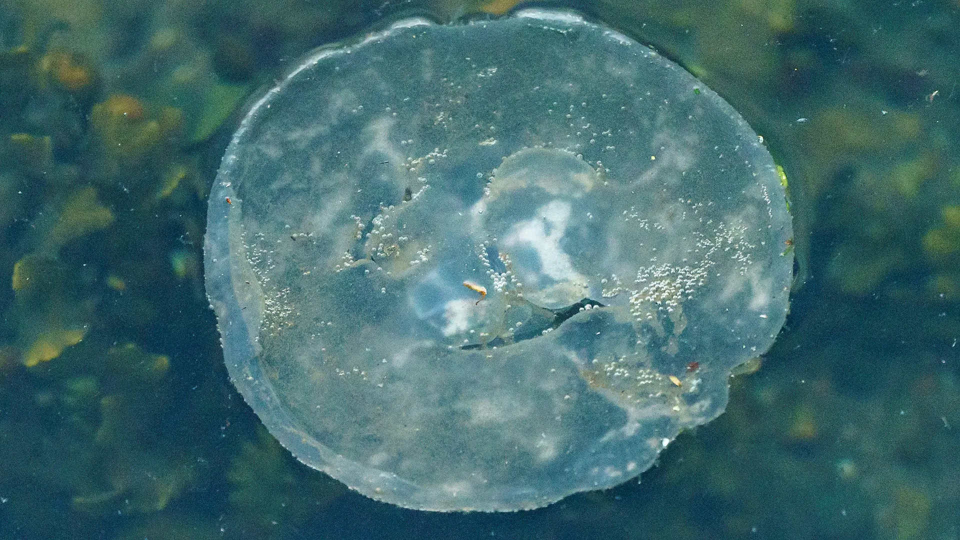 09.07.2021, Schleswig-Holstein, Kiel: Eine Qualle schwimmz an der Wasseroberfläche der Kieler Förde. Das Vorkommen von Quallen am Ostseestrand nimmt zu, Forscher arbeiten an einer Vorhersage-App für das Quallen-Vorkommen. Foto: Axel Heimken/dpa +++ dpa-Bildfunk +++