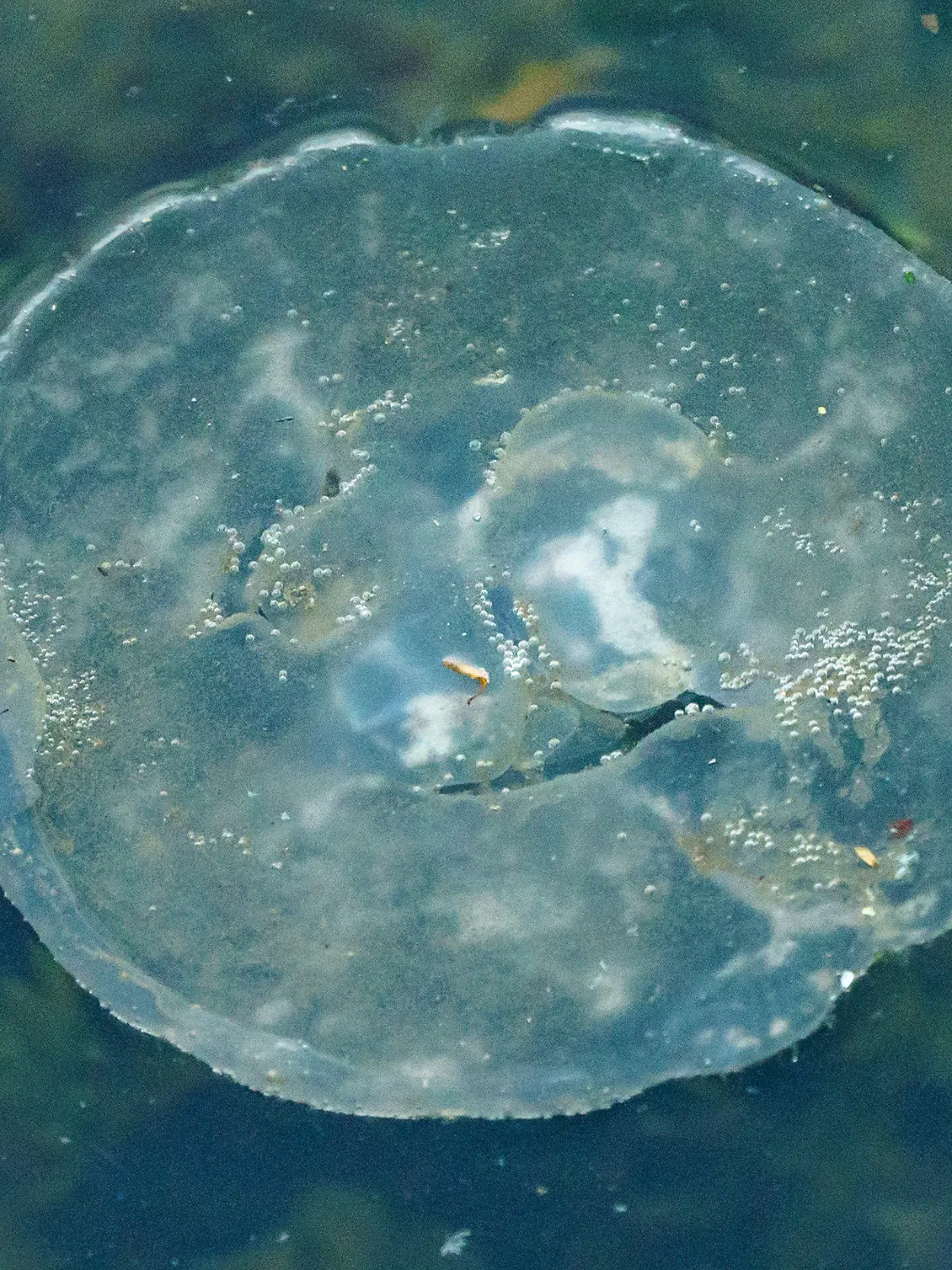09.07.2021, Schleswig-Holstein, Kiel: Eine Qualle schwimmz an der Wasseroberfläche der Kieler Förde. Das Vorkommen von Quallen am Ostseestrand nimmt zu, Forscher arbeiten an einer Vorhersage-App für das Quallen-Vorkommen. Foto: Axel Heimken/dpa +++ dpa-Bildfunk +++