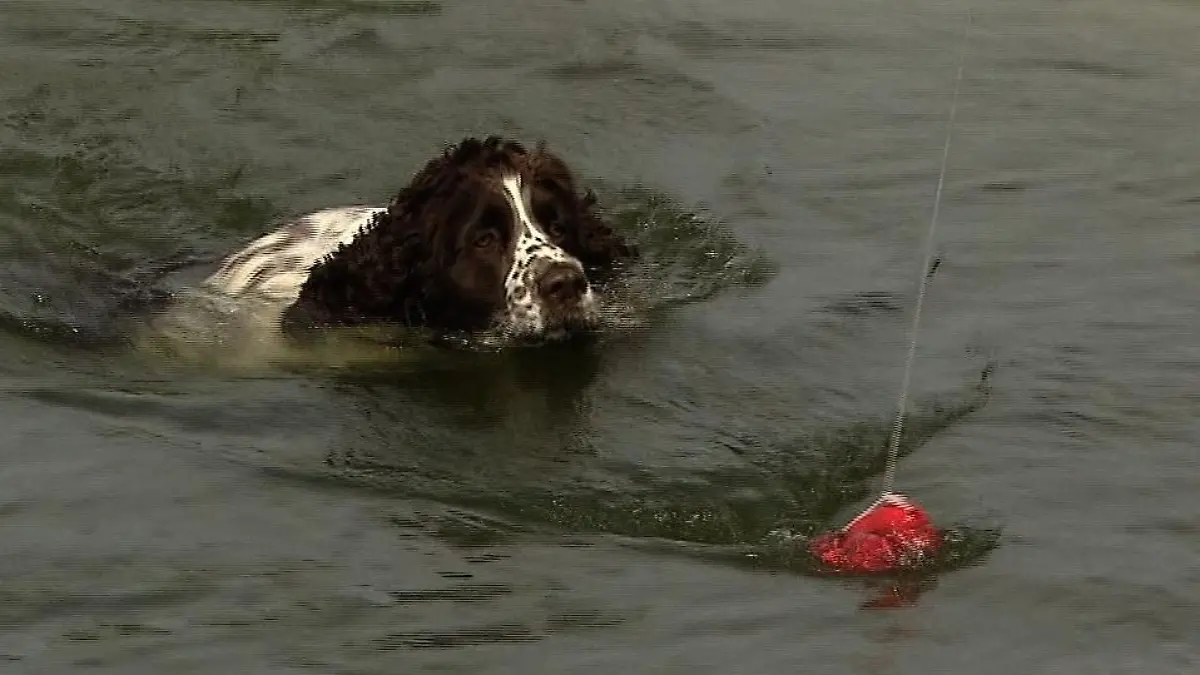 Tiergeschichten3 - VOX - Charly versucht beim Schwimmtraining noch einige Kilos abzunehmen