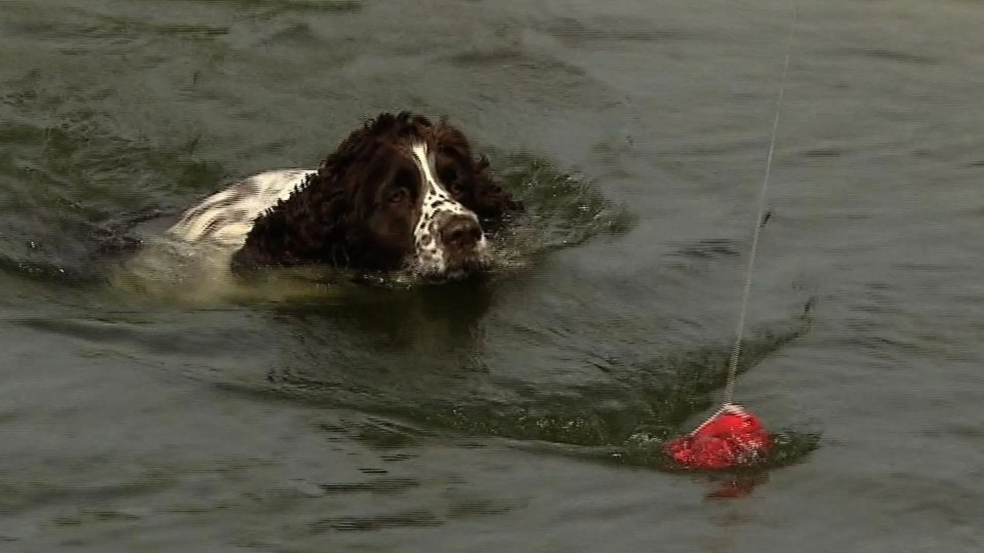 Tiergeschichten3 - VOX - Charly versucht beim Schwimmtraining noch einige Kilos abzunehmen