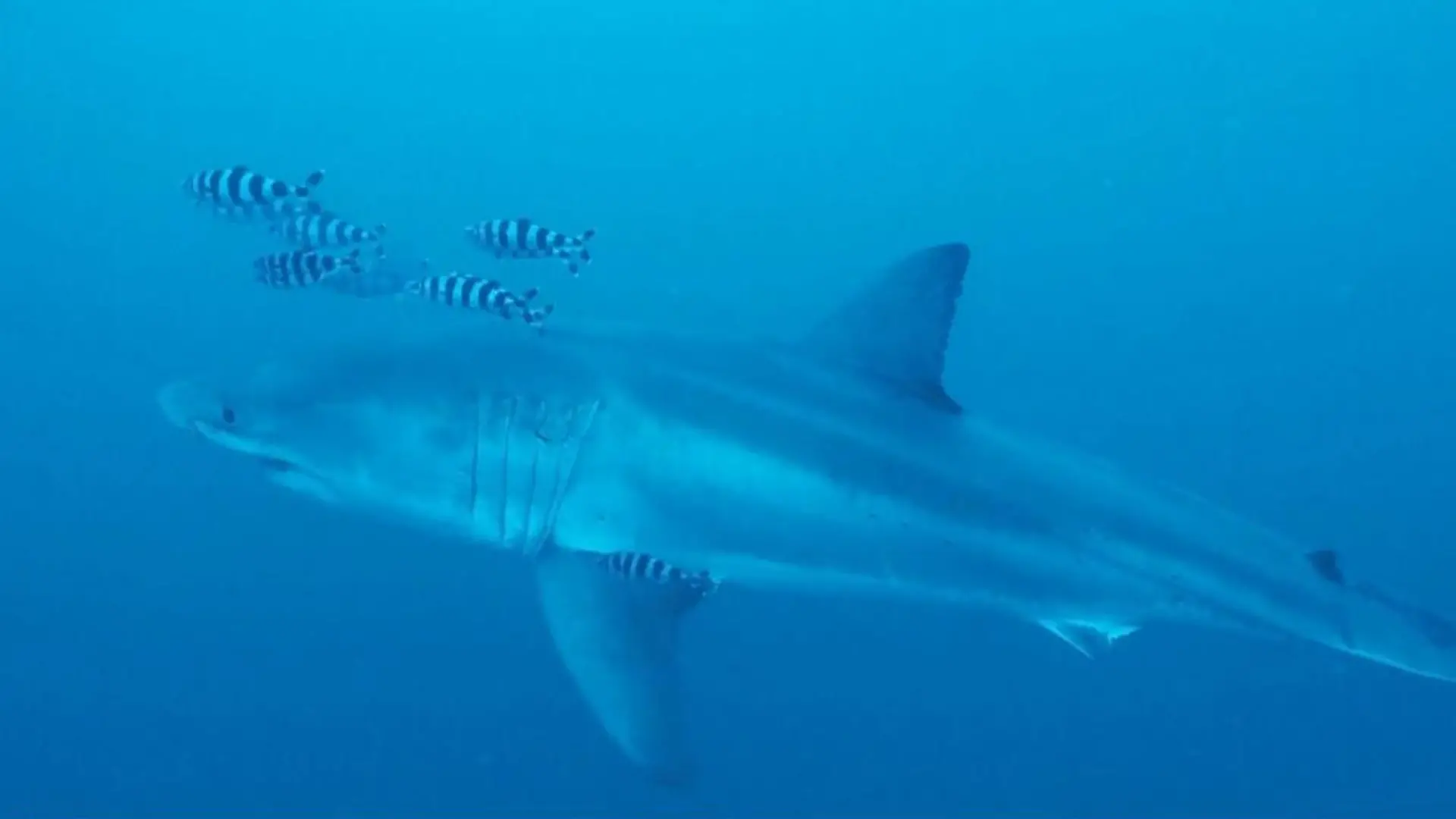 Weißer Hai überrascht Taucher vor Italiens Küste Sensation im Mittelmeer! 