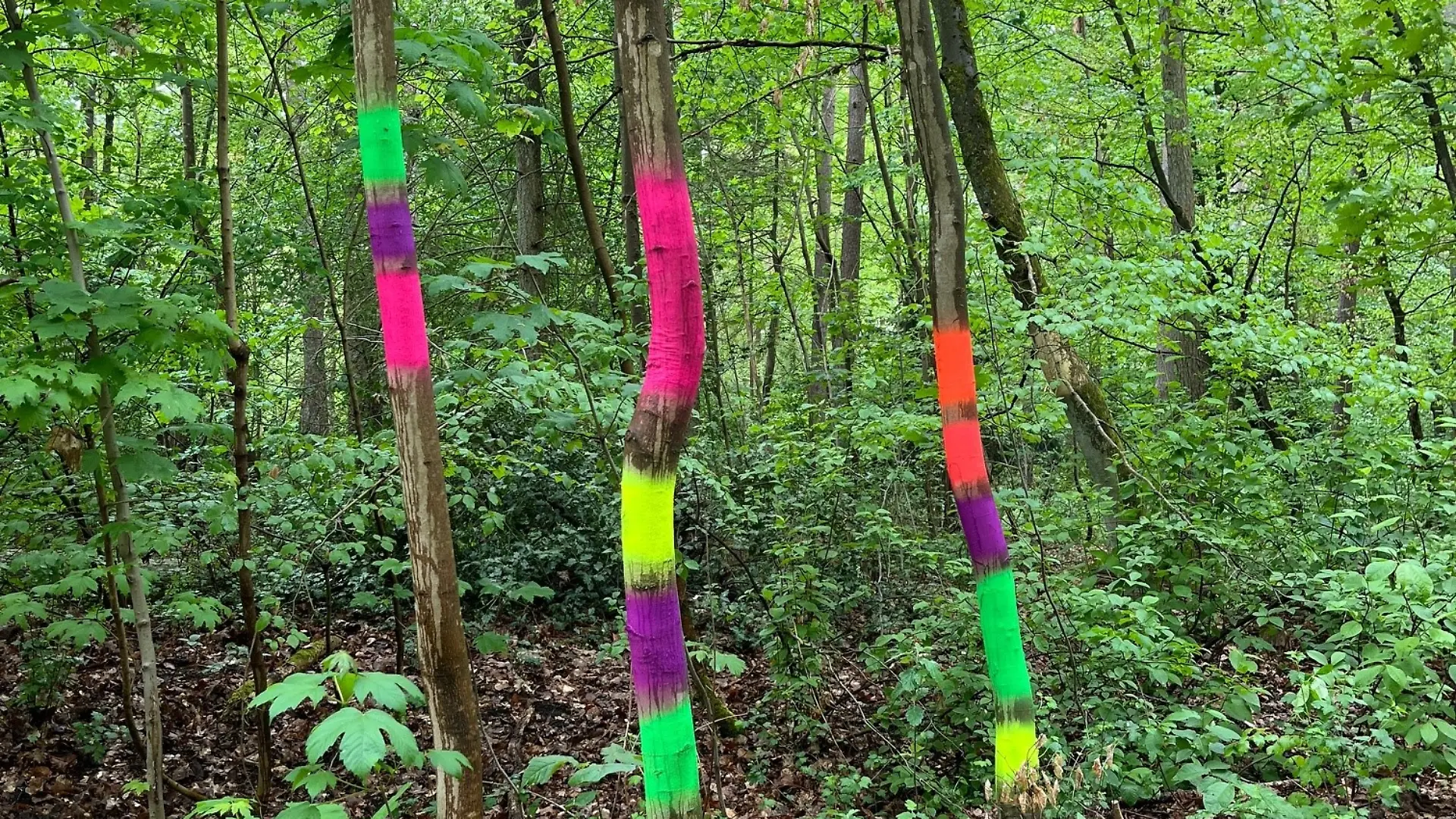 So schön bunt und trotzdem illegal! Lüneburg wehrt sich gegen diese Baum-Graffitis