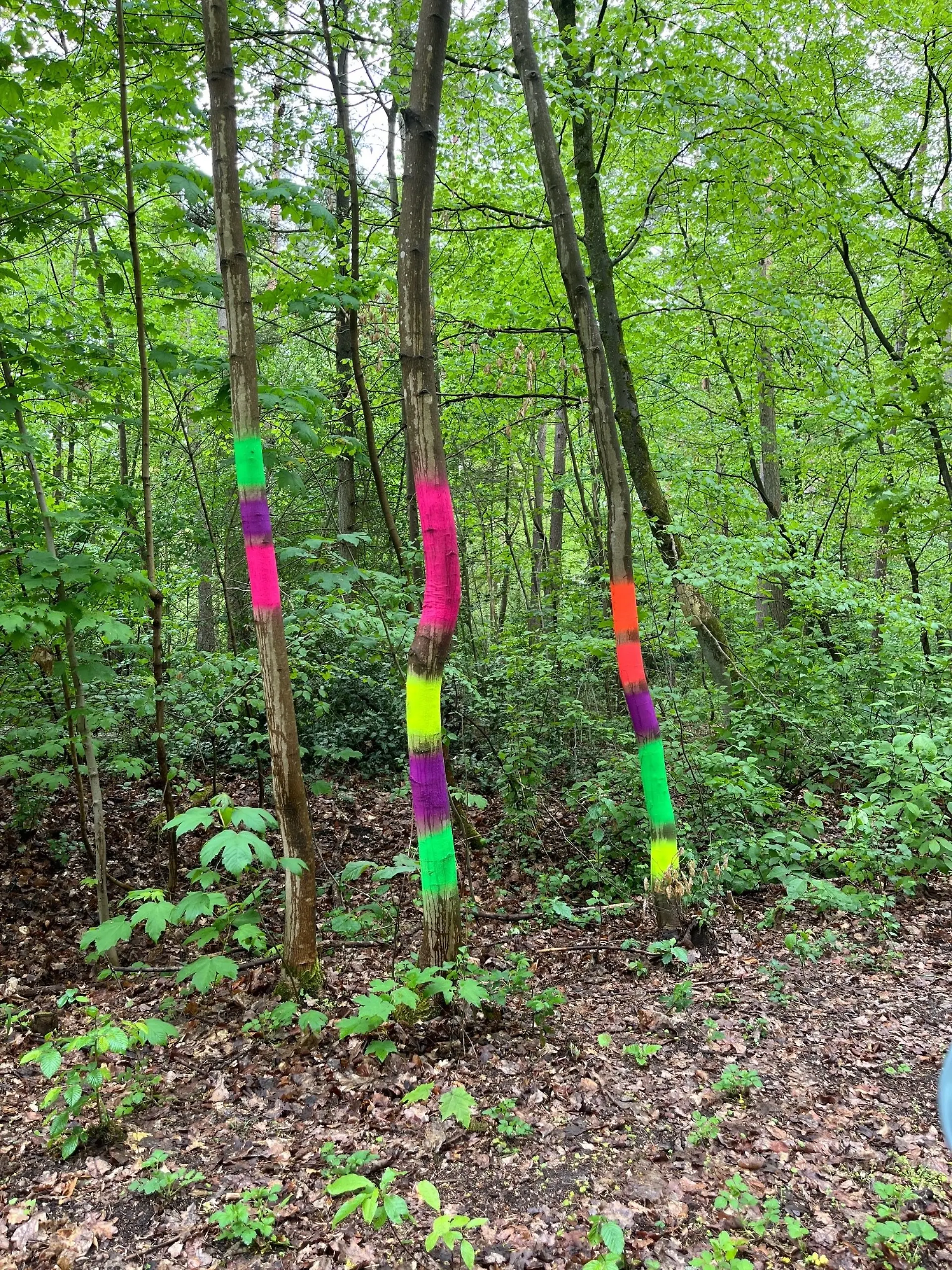 So schön bunt und trotzdem illegal! Lüneburg wehrt sich gegen diese Baum-Graffitis