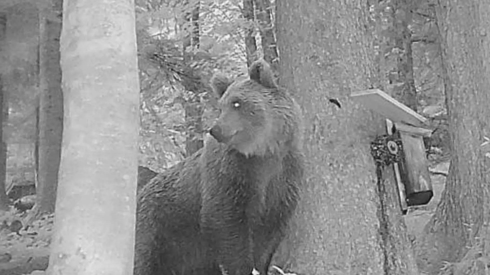 Im Gemeindegebiet von Brand (Österreich) hat eine Wildkamera am frühen Dienstagmorgen (9. Juni) einen Braunbären aufgenommen.