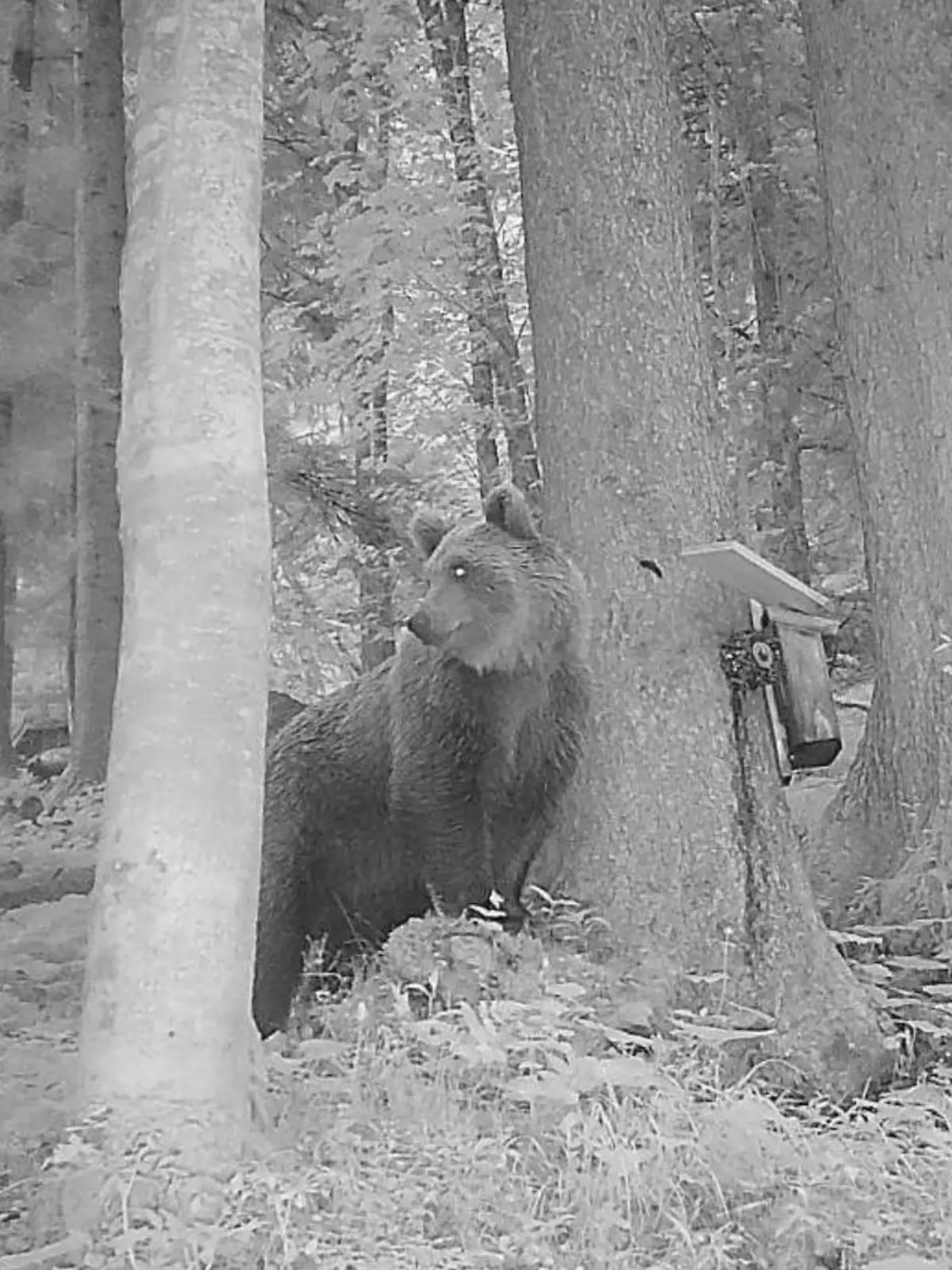Im Gemeindegebiet von Brand (Österreich) hat eine Wildkamera am frühen Dienstagmorgen (9. Juni) einen Braunbären aufgenommen.