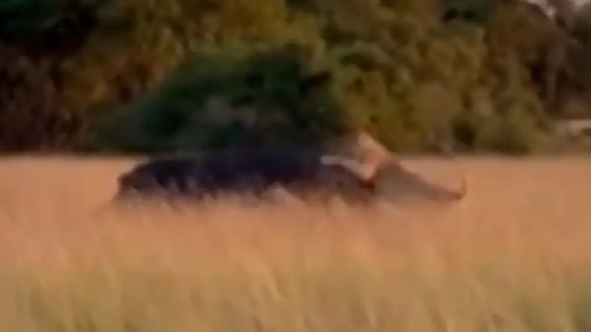 Nach Kampf verletzt! Löwenrudel stürzt sich auf Nilpferd – dann macht Hippo DAS! Leichte Beute? Von wegen!