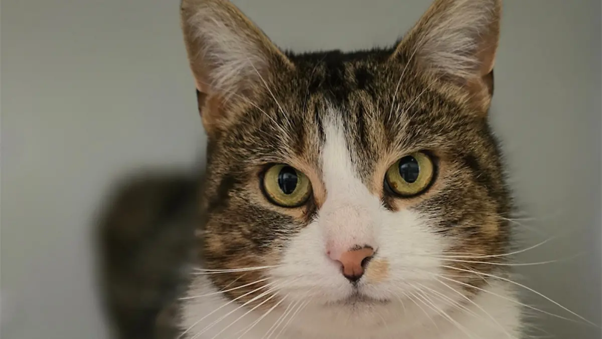 Der Kuschelkater ist im März 2026 ins Tierheim gekommen.