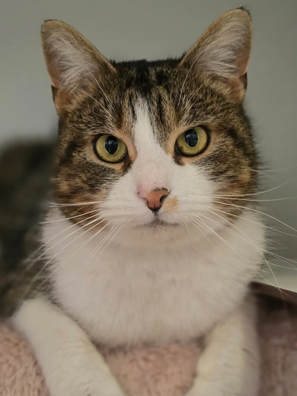 Der Kuschelkater ist im März 2026 ins Tierheim gekommen.
