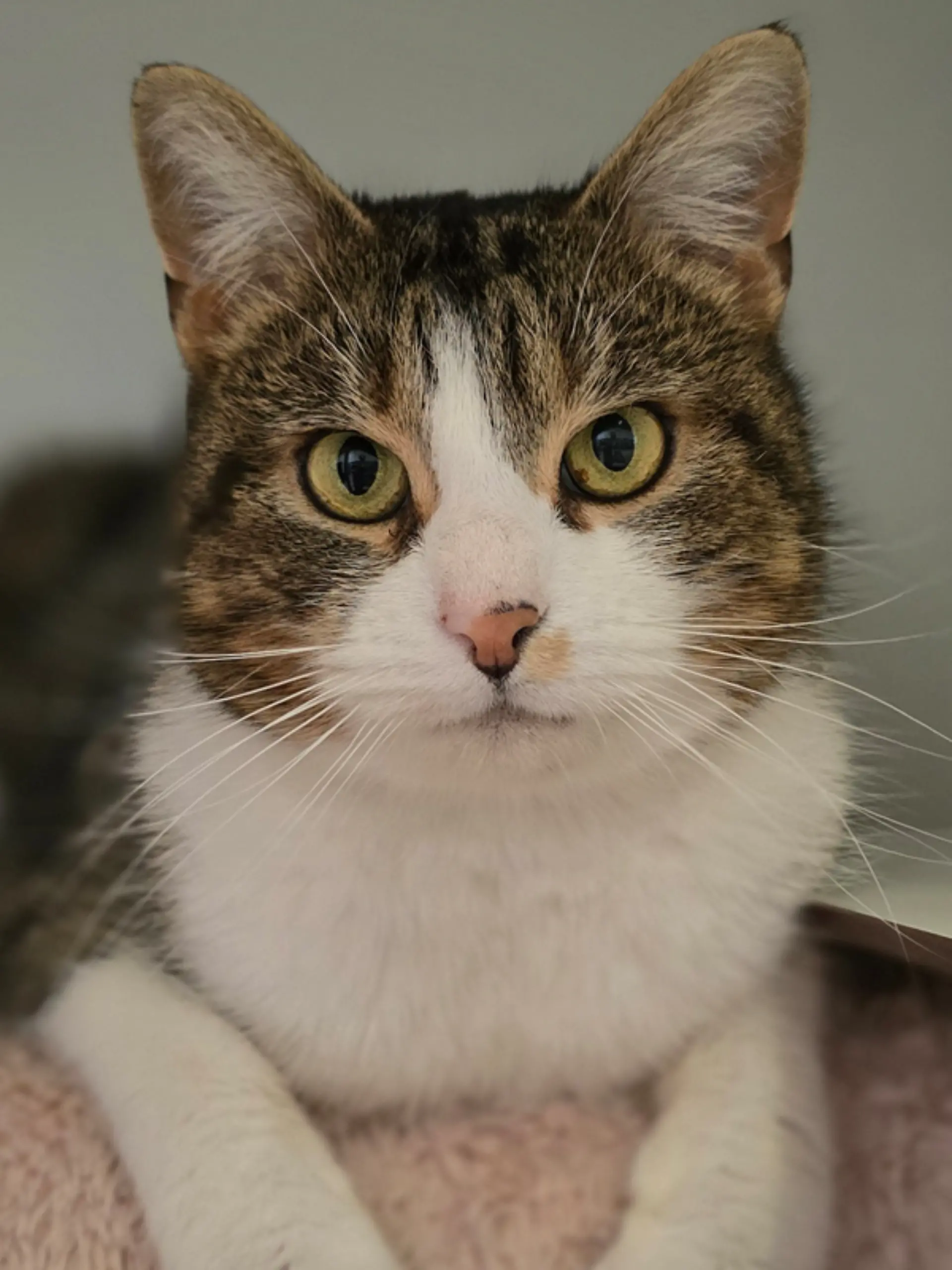 Der Kuschelkater ist im März 2026 ins Tierheim gekommen.