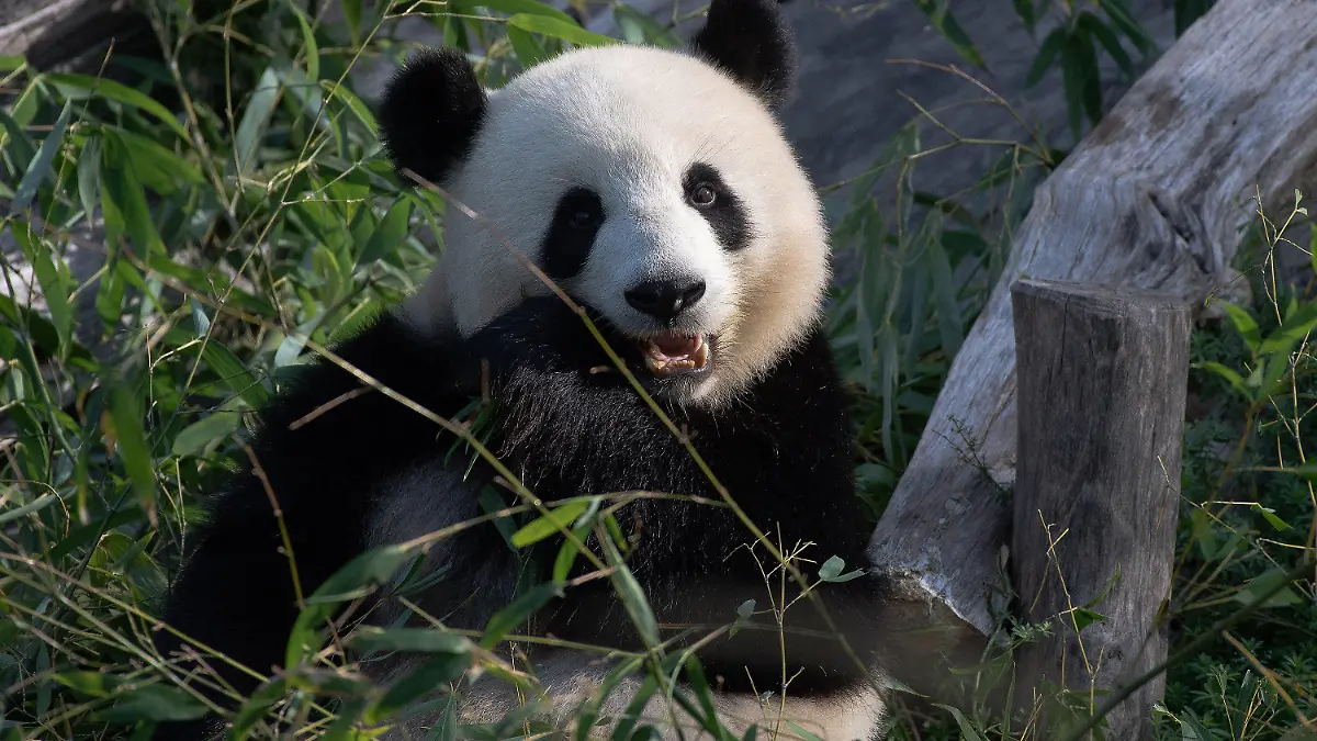 ARCHIV - 15.09.2020, Berlin: Panda-Dame Meng Meng sitzt in ihrem Gehege im Berliner Zoo. Sie wird heute, am 10. Juli 2021 acht Jahre alt. (zu dpa Eistorte zum Geburtstag: Panda-Mama Meng Meng wird acht) Foto: Paul Zinken/dpa-Zentralbild/dpa +++ dpa-Bildfunk +++