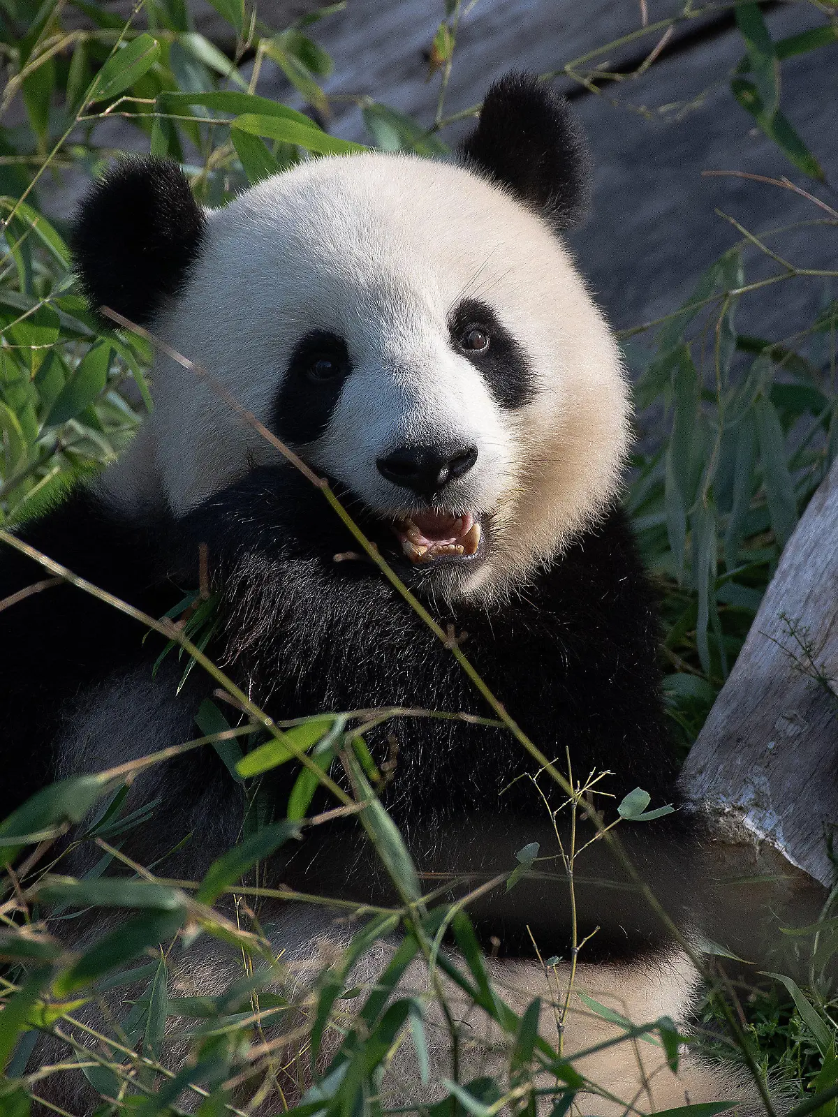 ARCHIV - 15.09.2020, Berlin: Panda-Dame Meng Meng sitzt in ihrem Gehege im Berliner Zoo. Sie wird heute, am 10. Juli 2021 acht Jahre alt. (zu dpa Eistorte zum Geburtstag: Panda-Mama Meng Meng wird acht) Foto: Paul Zinken/dpa-Zentralbild/dpa +++ dpa-Bildfunk +++