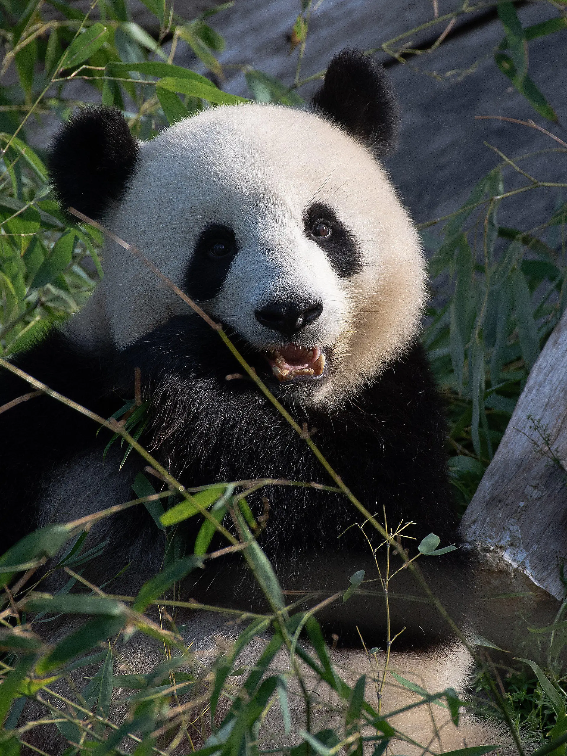 ARCHIV - 15.09.2020, Berlin: Panda-Dame Meng Meng sitzt in ihrem Gehege im Berliner Zoo. Sie wird heute, am 10. Juli 2021 acht Jahre alt. (zu dpa Eistorte zum Geburtstag: Panda-Mama Meng Meng wird acht) Foto: Paul Zinken/dpa-Zentralbild/dpa +++ dpa-Bildfunk +++