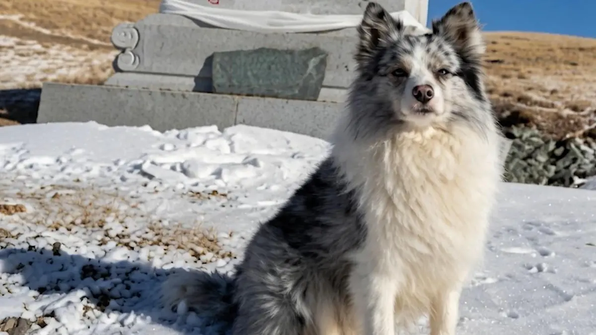 Berühmter Influencer-Hund offenbar gestohlen, geschlachtet und in Restaurant serviert Chutou hatte 1,2 Mio. Follower