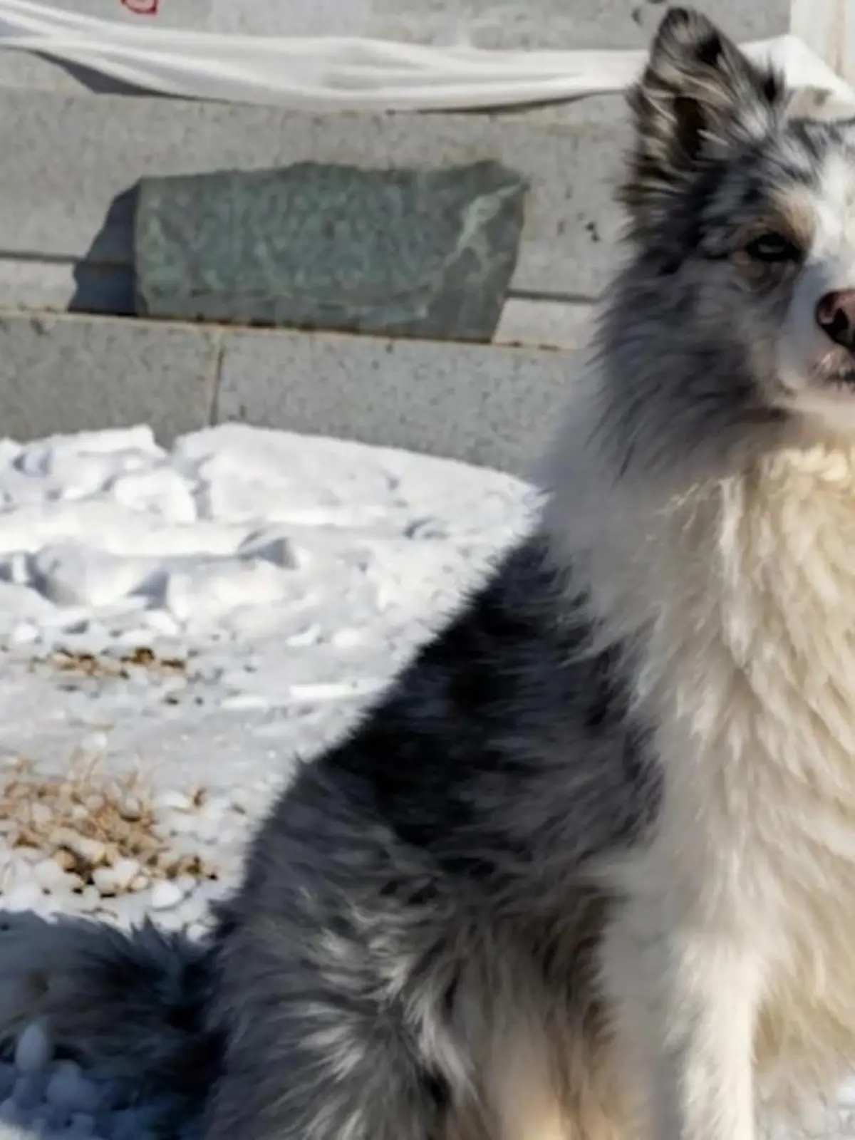 Bild zu: "Berühmter Influencer-Hund offenbar gestohlen, geschlachtet und in Restaurant serviert"