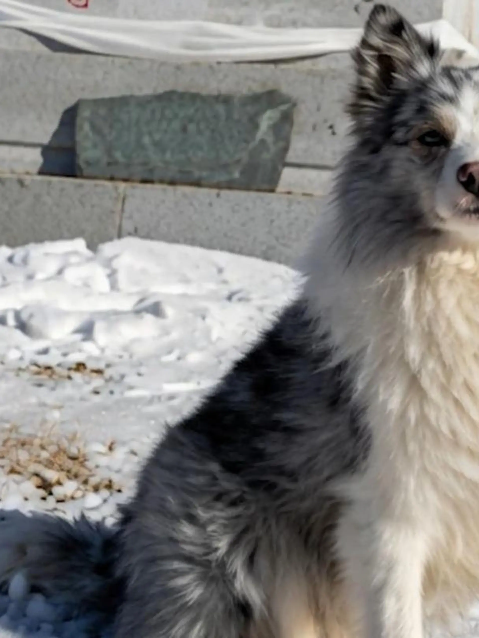 Bild zu: "Berühmter Influencer-Hund offenbar gestohlen, geschlachtet und in Restaurant serviert"