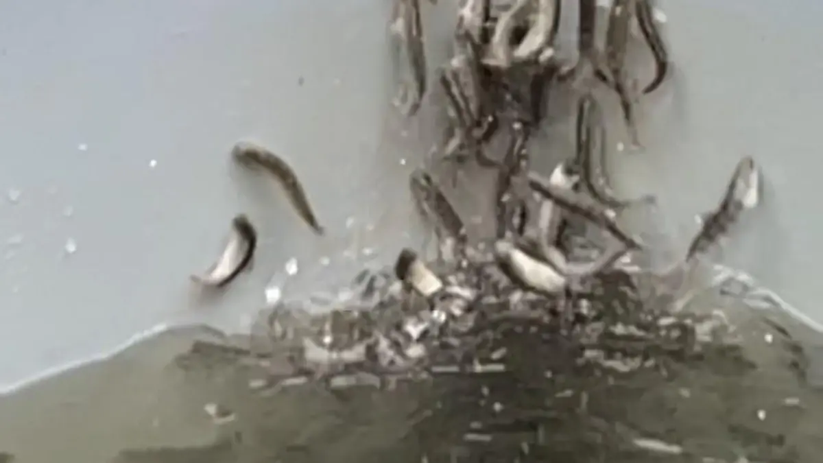 HANDOUT - 09.07.2021, Nordrhein-Westfalen, Kirchhundem: Junglachse in einem Fischbecken versuchen panikartig aus dem Wasser zu springen (undatiertes Bild aus einem Handyvideo). In einem Bachzulauf zu dem Becken wurde später Kokain entdeckt. Es kann nicht ausgeschlossen werden, dass die untypische Reaktion der Fische auf das Rauschgift zurückzuführen war. (zu dpa: «Kokain in Bachzulauf für Aufzuchtbecken entdeckt - «Lachse auf Koks»?»). ** Bestmögliche Qualität ** Foto: -/Landesumweltamt NRW/dpa - ACHTUNG: Nur zur redaktionellen Verwendung im Zusammenhang mit der aktuellen Berichterstattung und nur mit vollständiger Nennung des vorstehenden Credits +++ dpa-Bildfunk +++