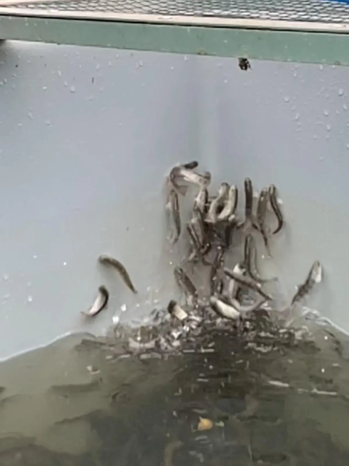 HANDOUT - 09.07.2021, Nordrhein-Westfalen, Kirchhundem: Junglachse in einem Fischbecken versuchen panikartig aus dem Wasser zu springen (undatiertes Bild aus einem Handyvideo). In einem Bachzulauf zu dem Becken wurde später Kokain entdeckt. Es kann nicht ausgeschlossen werden, dass die untypische Reaktion der Fische auf das Rauschgift zurückzuführen war. (zu dpa: «Kokain in Bachzulauf für Aufzuchtbecken entdeckt - «Lachse auf Koks»?»). ** Bestmögliche Qualität ** Foto: -/Landesumweltamt NRW/dpa - ACHTUNG: Nur zur redaktionellen Verwendung im Zusammenhang mit der aktuellen Berichterstattung und nur mit vollständiger Nennung des vorstehenden Credits +++ dpa-Bildfunk +++