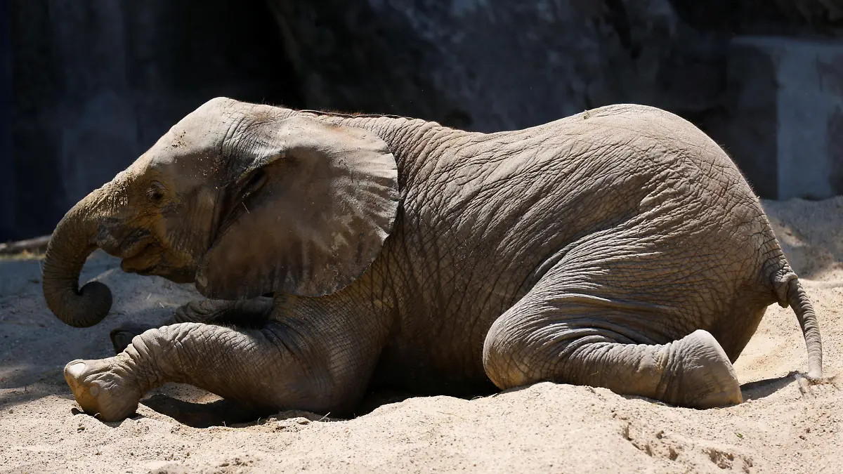 African elephant cub Kibali plays around in its enclosure at Schoenbrunn Zoo on a sunny day in Vienna, Austria June 17, 2021.  REUTERS/Leonhard Foeger