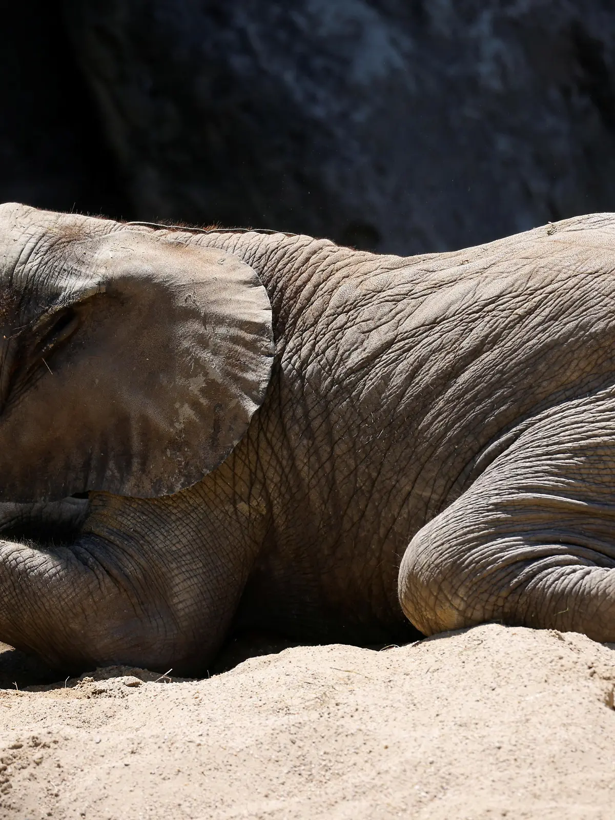 African elephant cub Kibali plays around in its enclosure at Schoenbrunn Zoo on a sunny day in Vienna, Austria June 17, 2021.  REUTERS/Leonhard Foeger