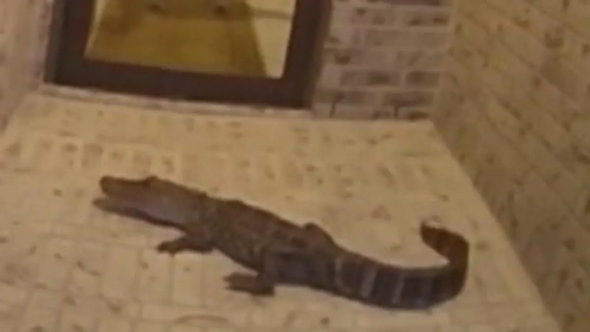 Weil Alligator vor der Tür lauert! Mann zu Hause eingesperrt Reptil löst Notlage aus