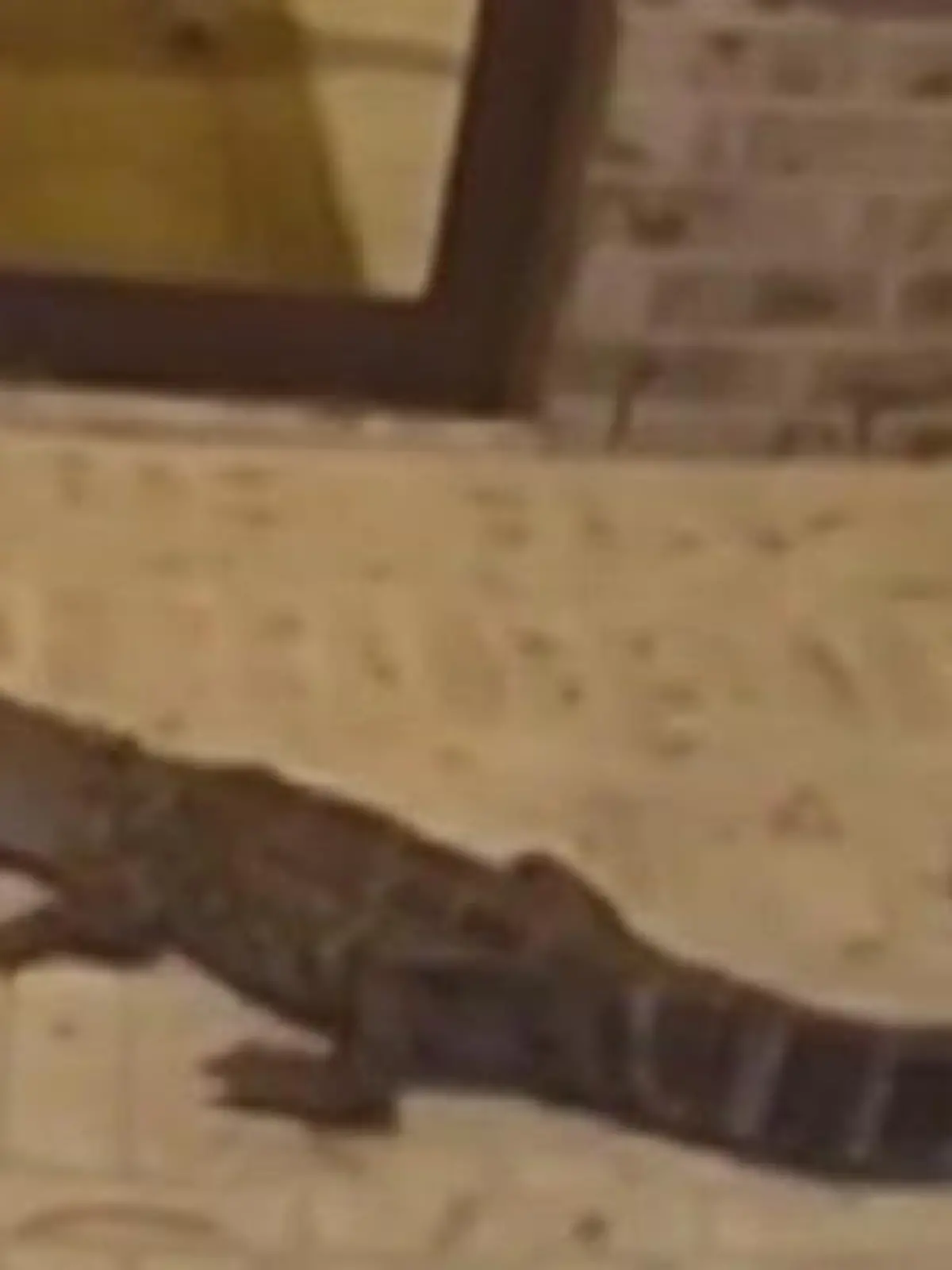 Bild zu: "Weil Alligator vor der Tür lauert! Mann zu Hause eingesperrt"