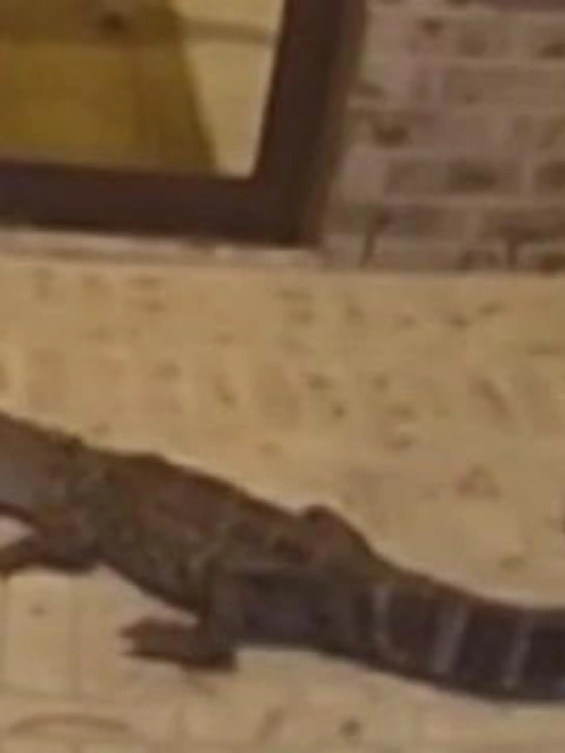 Bild zu: "Weil Alligator vor der Tür lauert! Mann zu Hause eingesperrt"