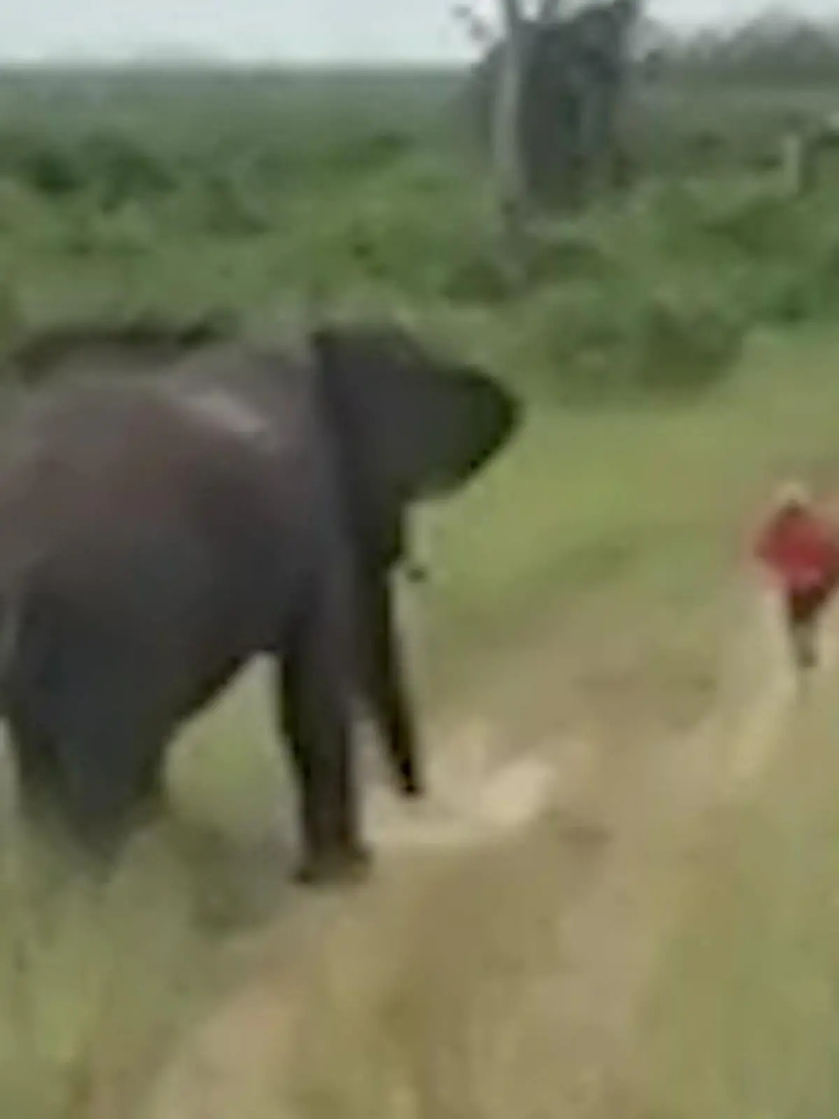 Bild zu: "Wilder Elefant jagt Mann durch Nationalpark – weil er heimlich DAS macht!"