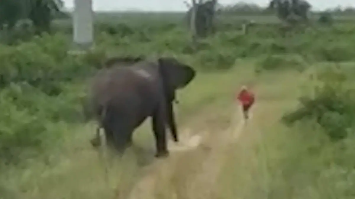 Wilder Elefant jagt Mann durch Nationalpark – weil er heimlich DAS macht! Safari-Schreck in Uganda