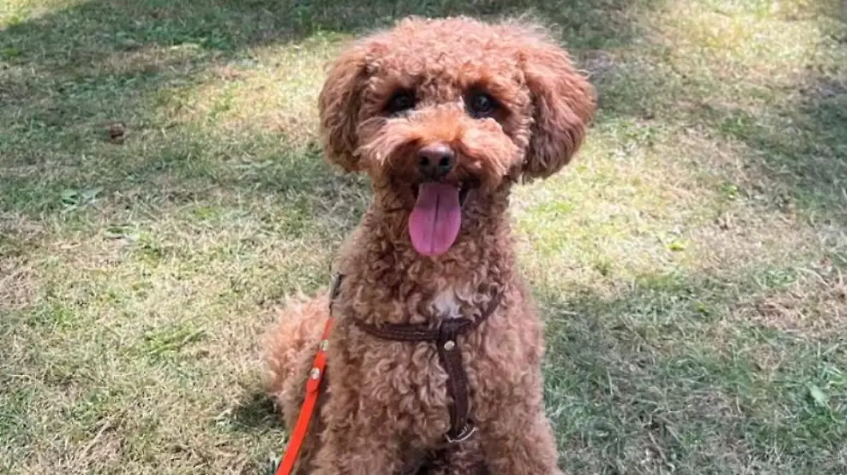 Der rot-braun gelockte Zwergpudel Freddie sitzt auf einer Wiese.