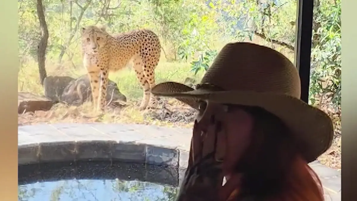 Raubkatzen-Schock! Reality-Star steht plötzlich Gepard gegenüber Bei Safari in Südafrika