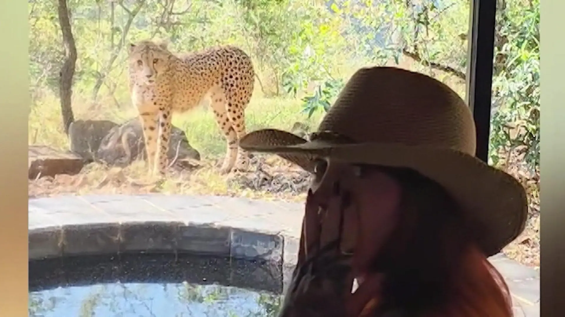 Raubkatzen-Schock! Reality-Star steht plötzlich Gepard gegenüber Bei Safari in Südafrika