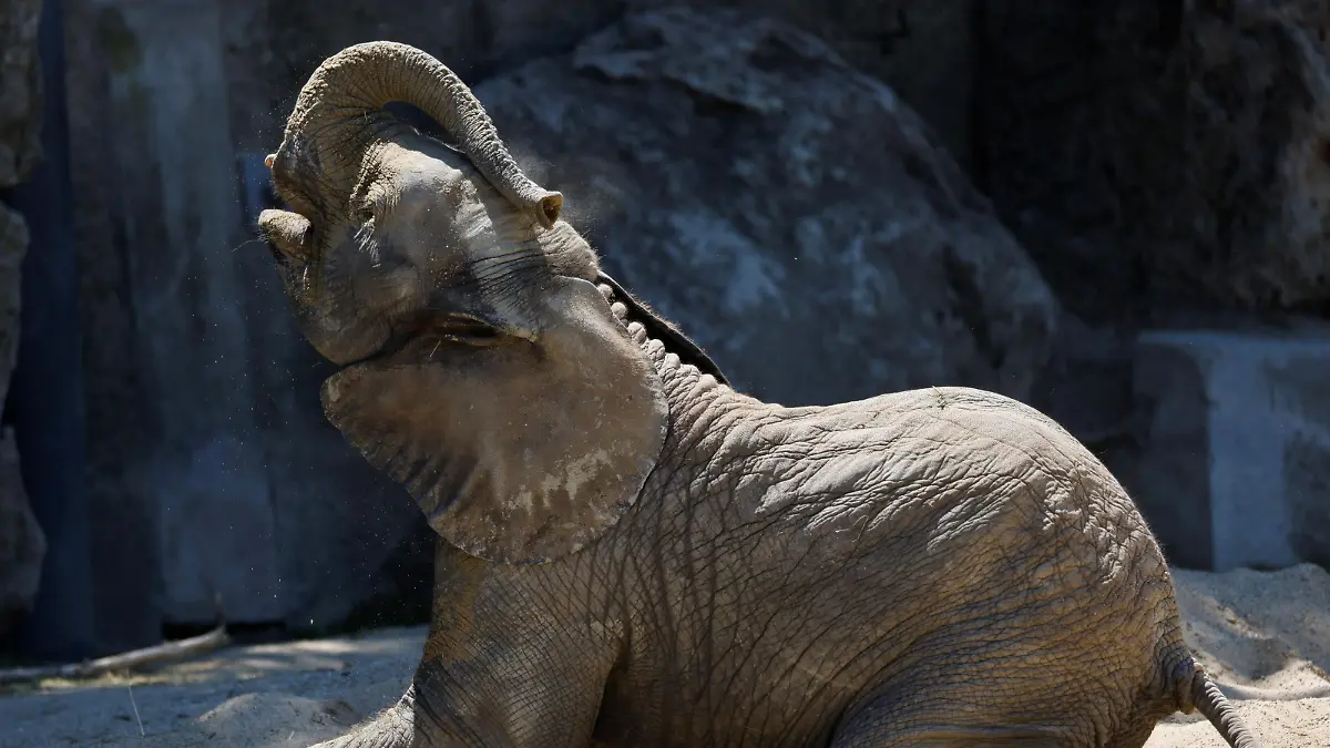 African elephant cub Kibali plays around in its enclosure at Schoenbrunn Zoo on a sunny day in Vienna, Austria June 17, 2021.  REUTERS/Leonhard Foeger