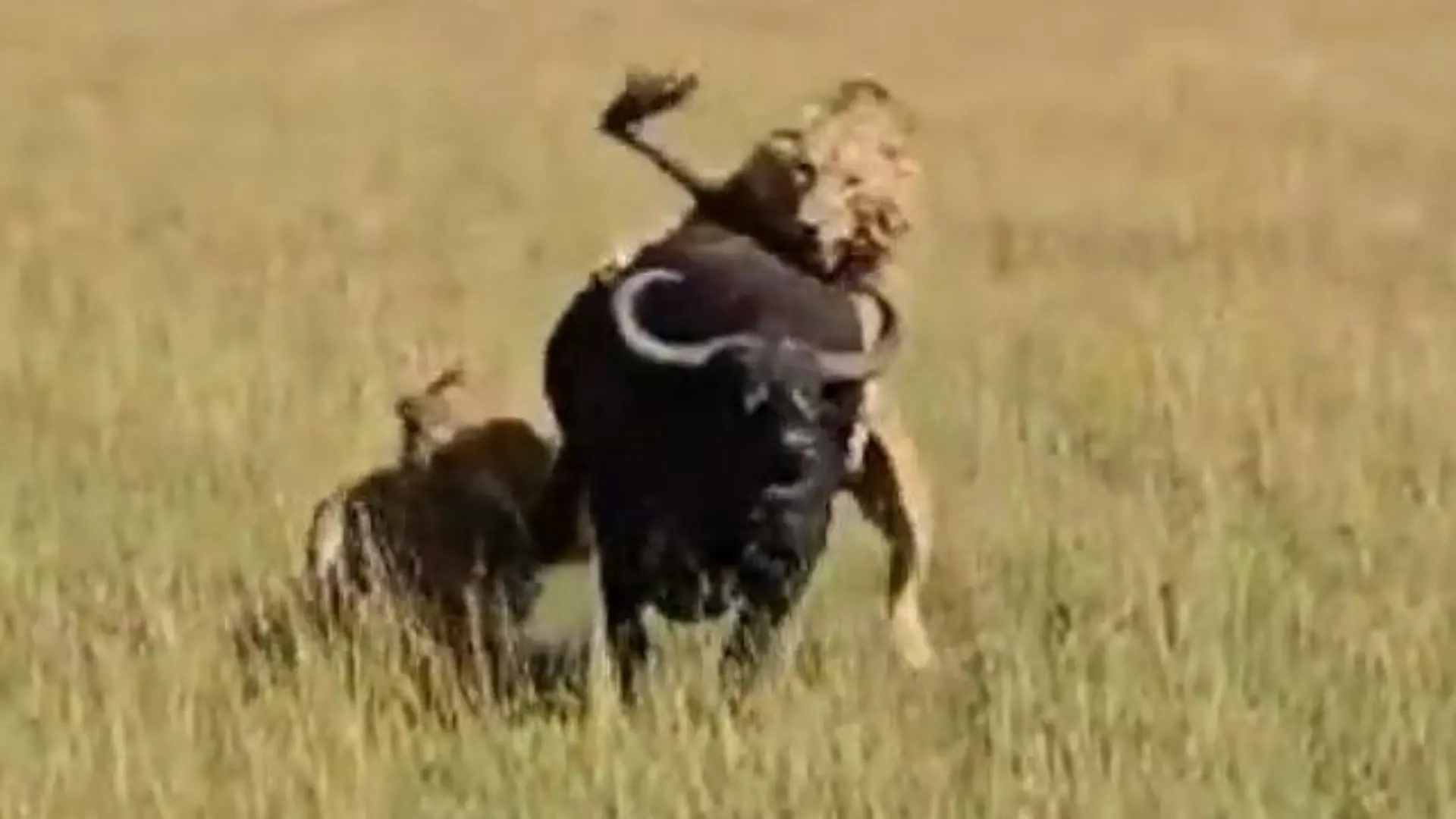 Für das Leben ihres Babys! Mutige Büffel-Mama nimmt es mit brutalem Löwenrudel auf Todeskampf vor Safari-Touristen 