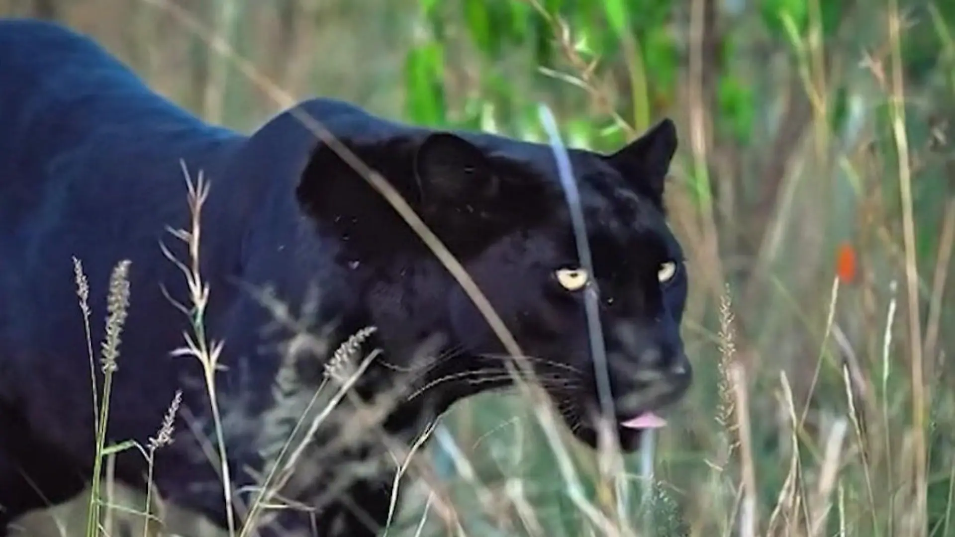 Seltener schwarzer Leopard gesichtet! Hier erfüllt sich Hari einen Lebenstraum „Sie schaute mir direkt in die Augen"