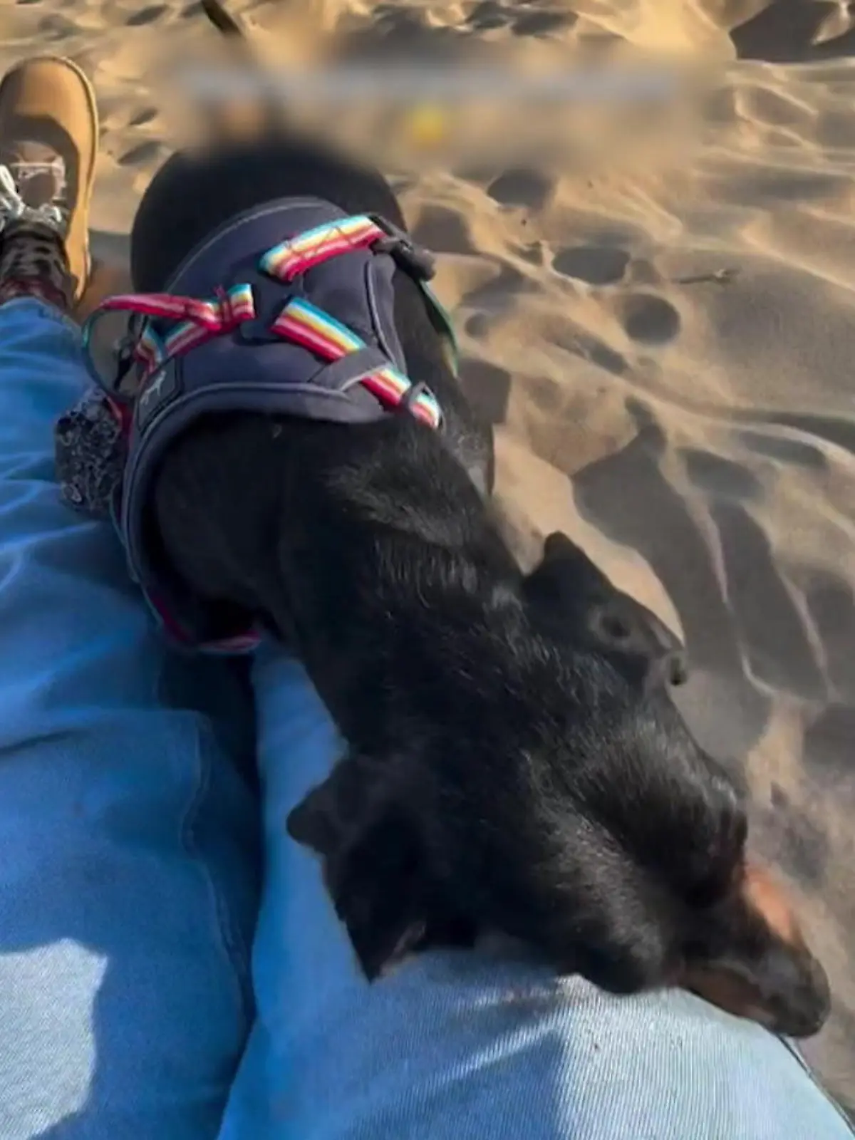 Bild zu: "Herrchen will kuscheln, sie will nur das EINE! Sex-Hündin versaut Urlaubsvideo "