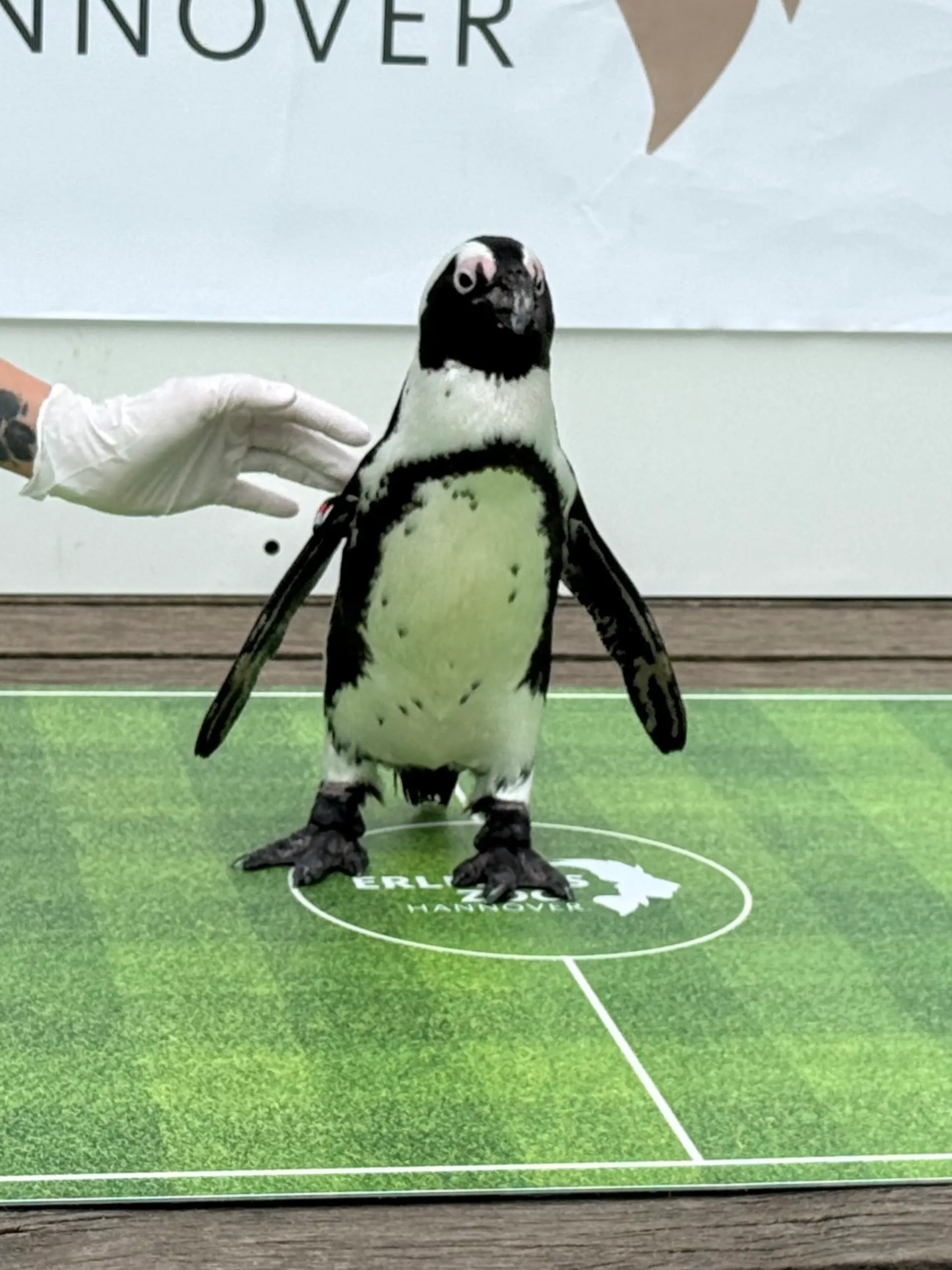 Der berühmte Krake Paul, Tierorakel der Fußball-WM 2010, hat viele Nachfolger. Für RTL orakelt dieses Jahr exklusiv Pinguindame Siegrid „Siggi” im Zoo Hannover.