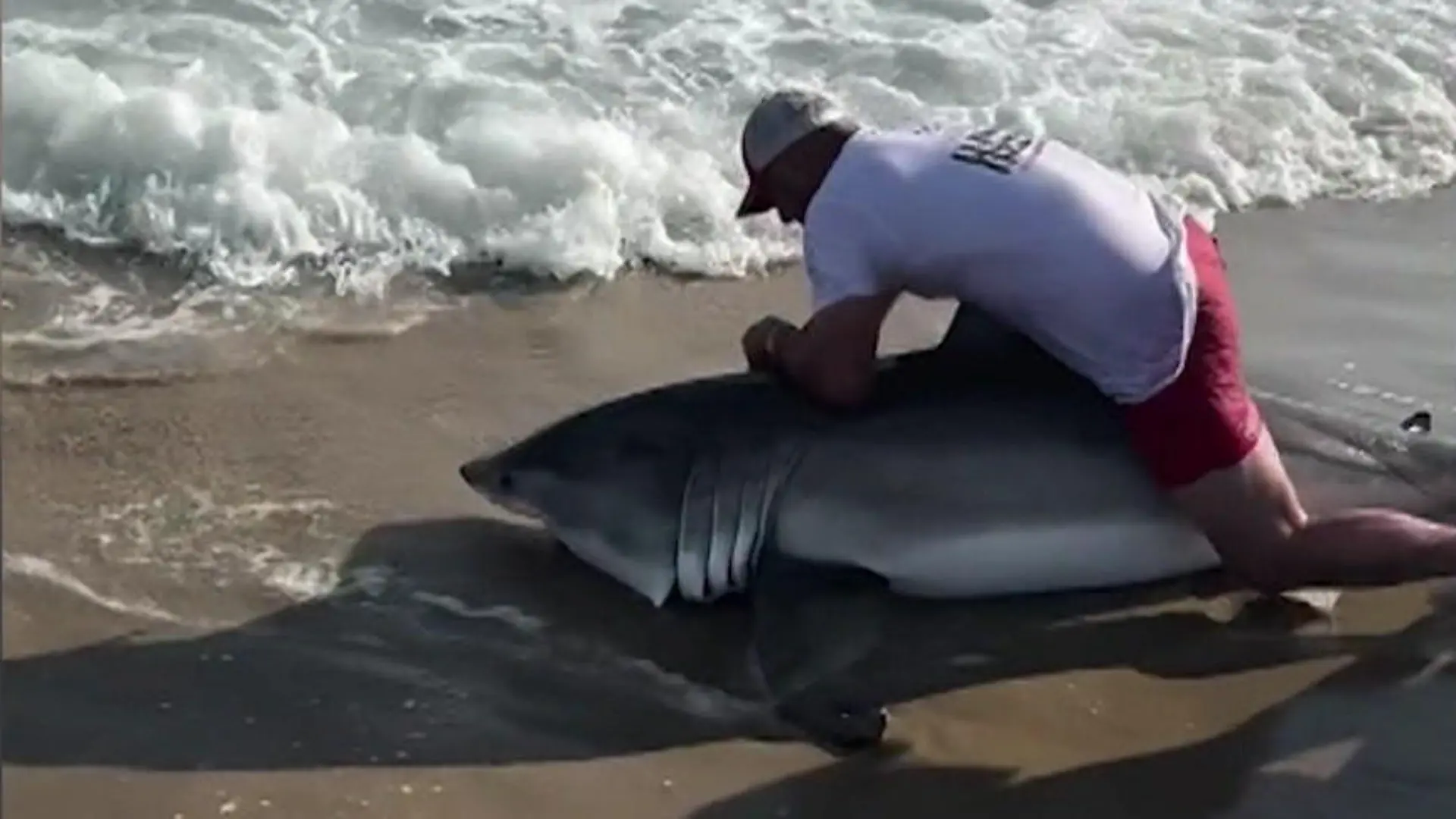 Weißer Hai an der Angel! Mann zieht plötzlich riesigen Raubfisch aus Wasser Schock-Fang am Strand