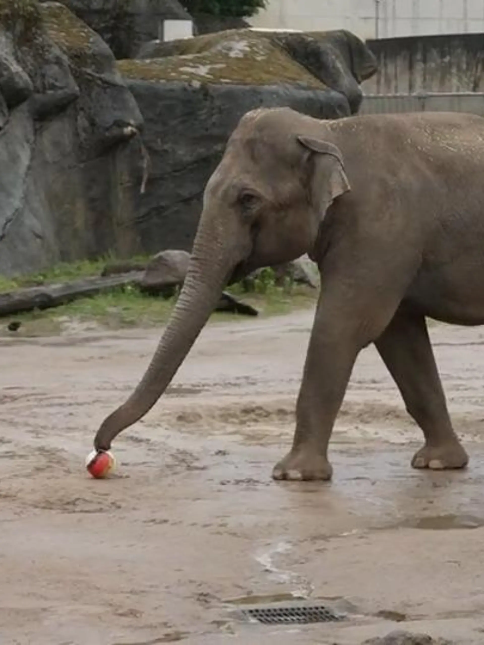 Bild zu: "Tierische Orakel zum deutschen WM-Auftakt"