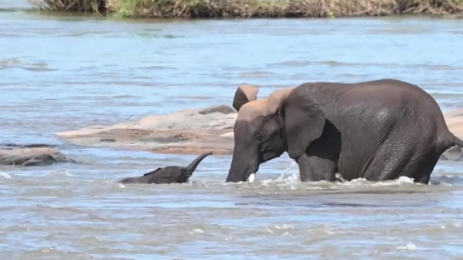 Baby-Elefant droht zu ertrinken – dann packt Mama den Rüssel aus! Drama bei Flussüberquerung